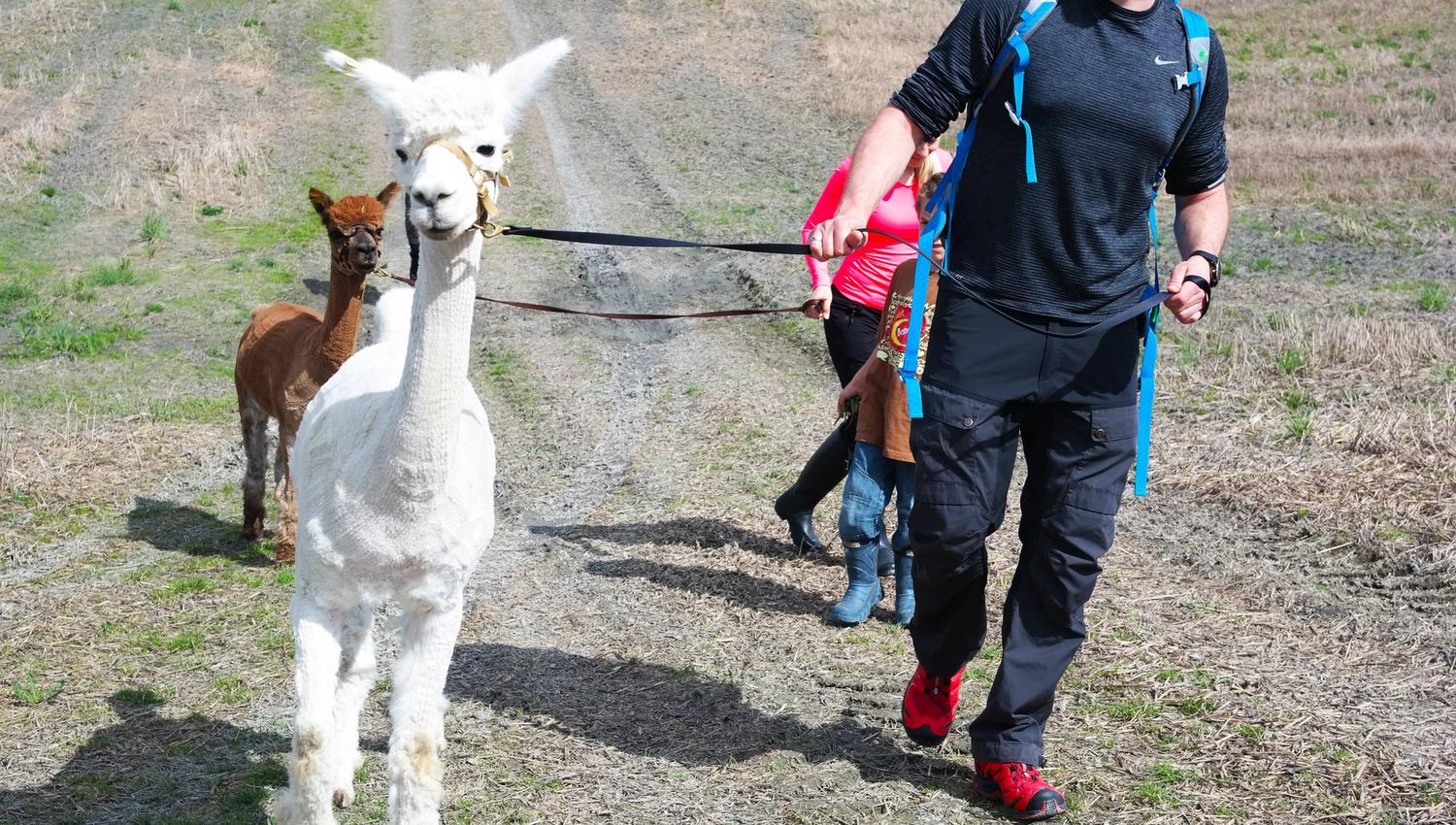 2 alpacas walking with a man