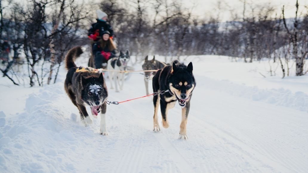 Huskies pulling the sled