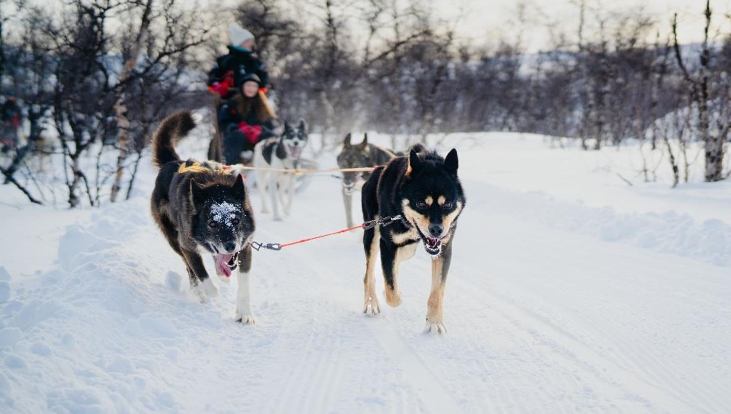 Huskies pulling the sled