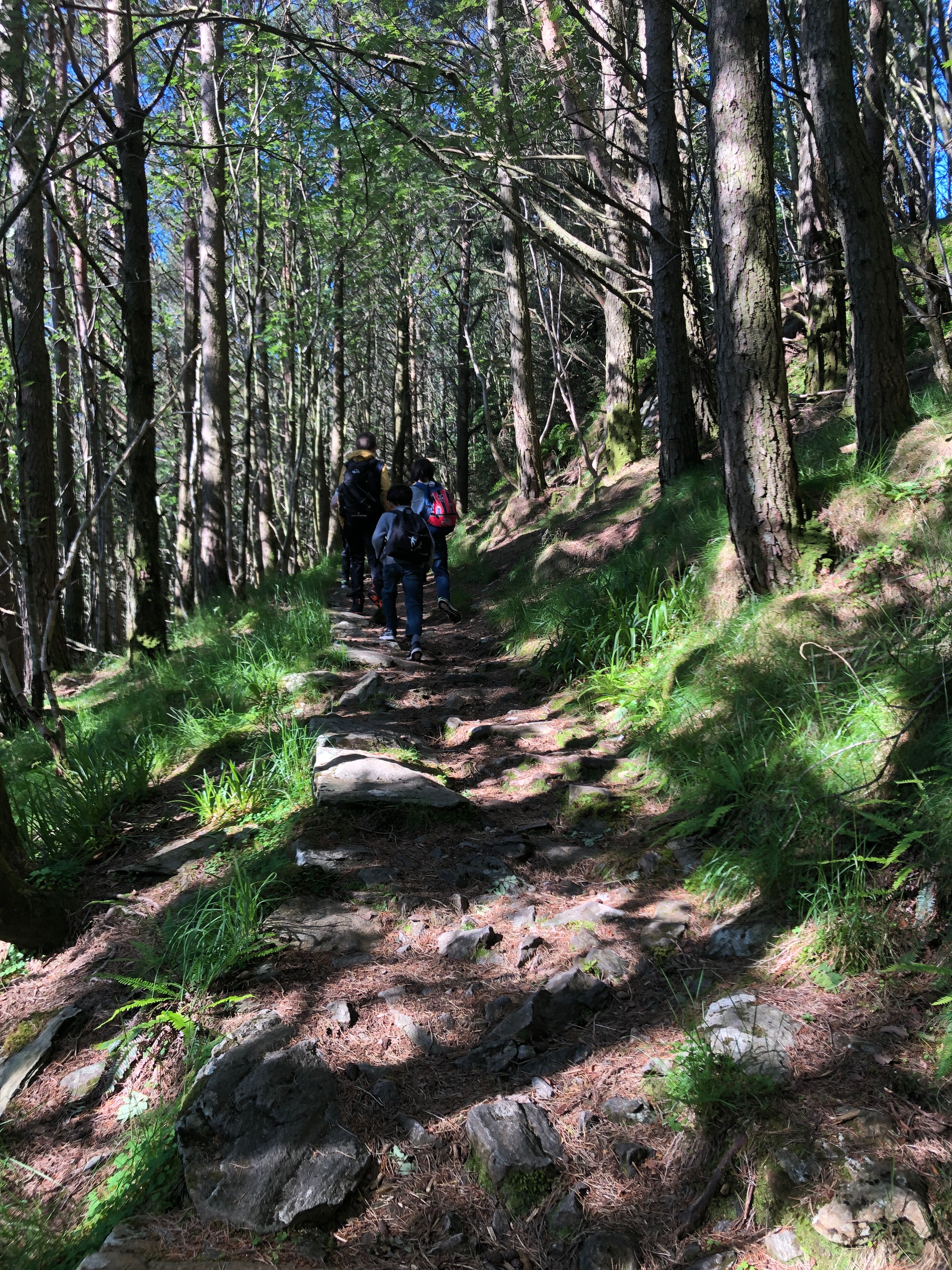 The trail