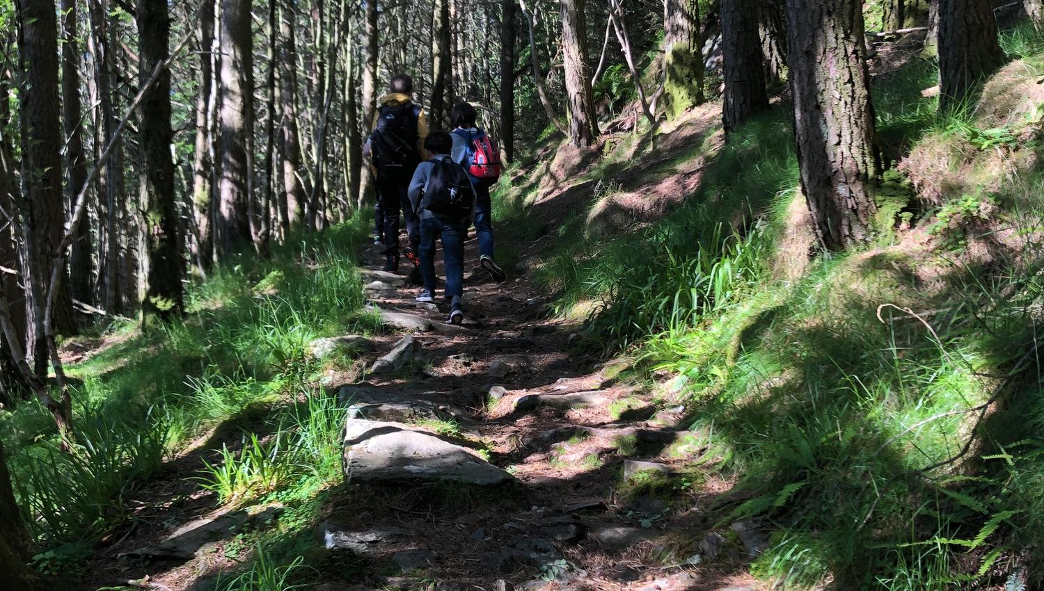 The trail