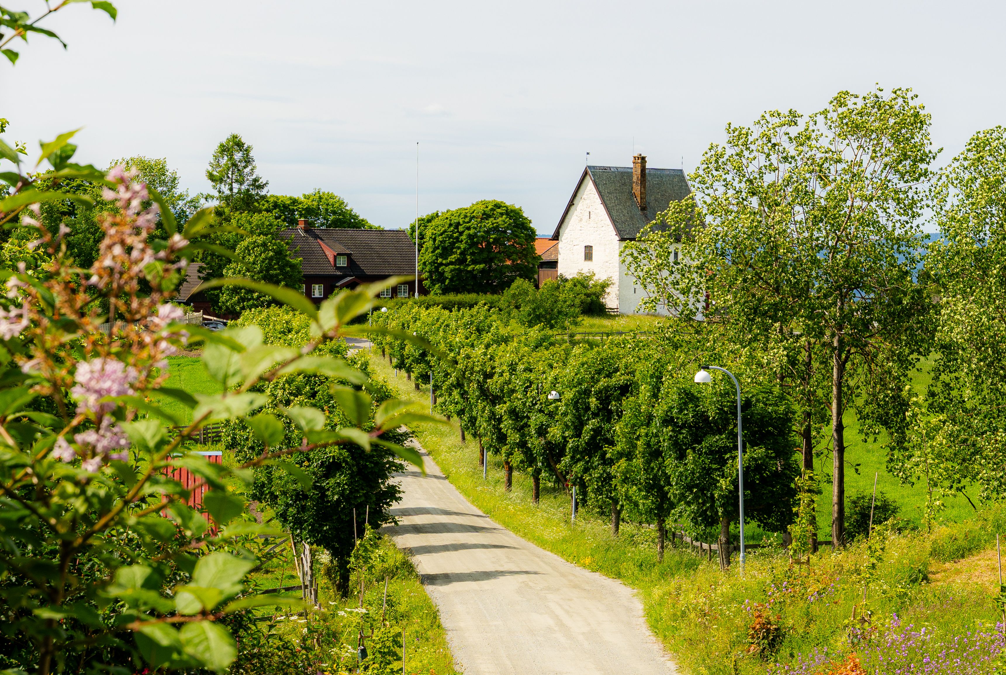 Granavollen. Alleen ned mot steinhuset