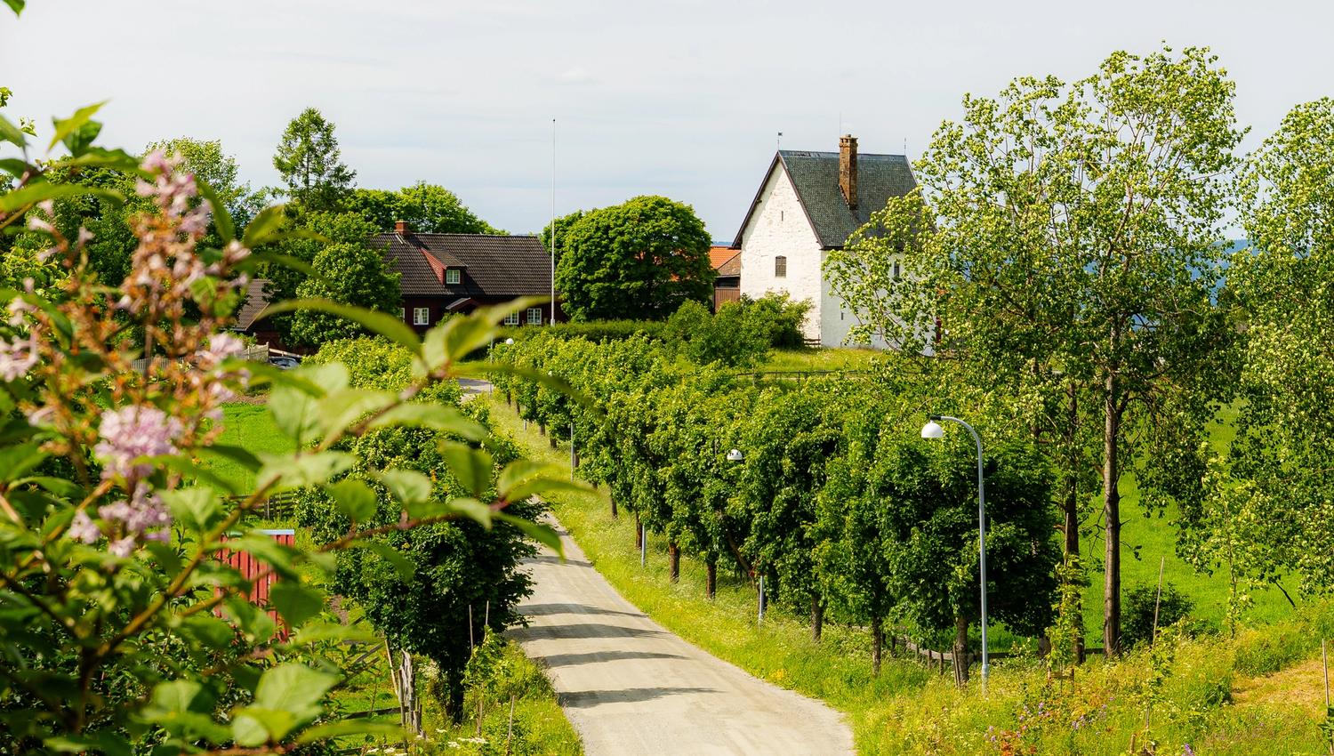 Granavollen. Alleen ned mot steinhuset