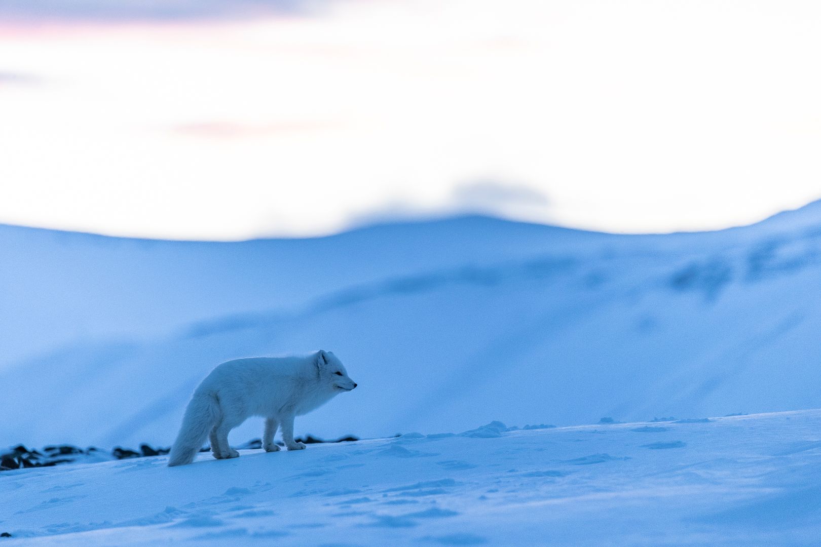Arctic fox in winterfur, standing on the blue and snowcovered tundra 
