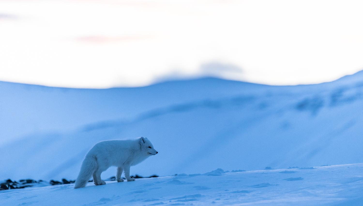 Arctic fox in winterfur, standing on the blue and snowcovered tundra