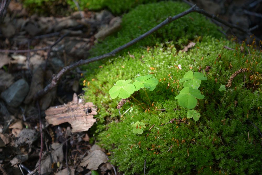 Wood sorrel