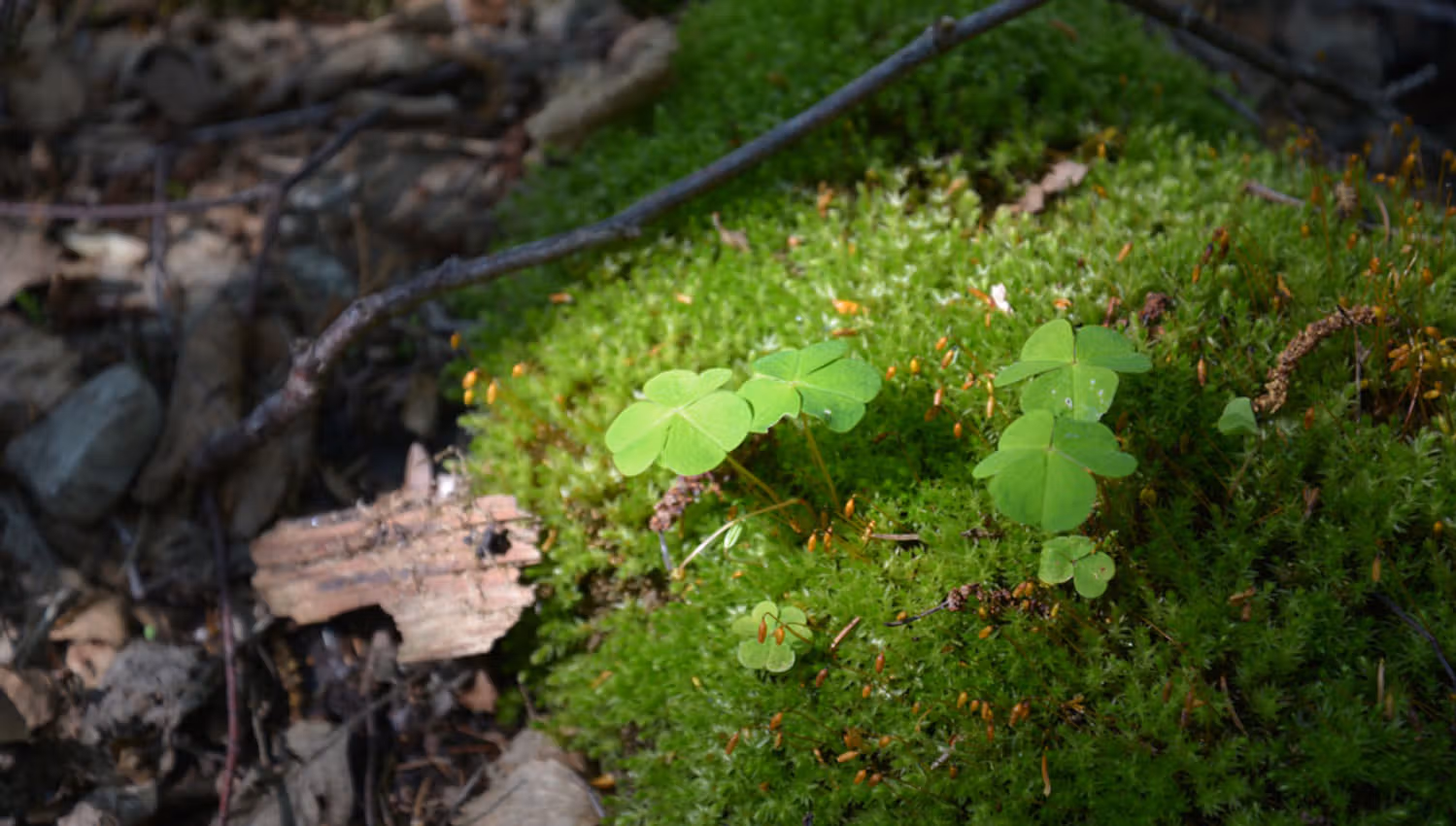 Wood sorrel