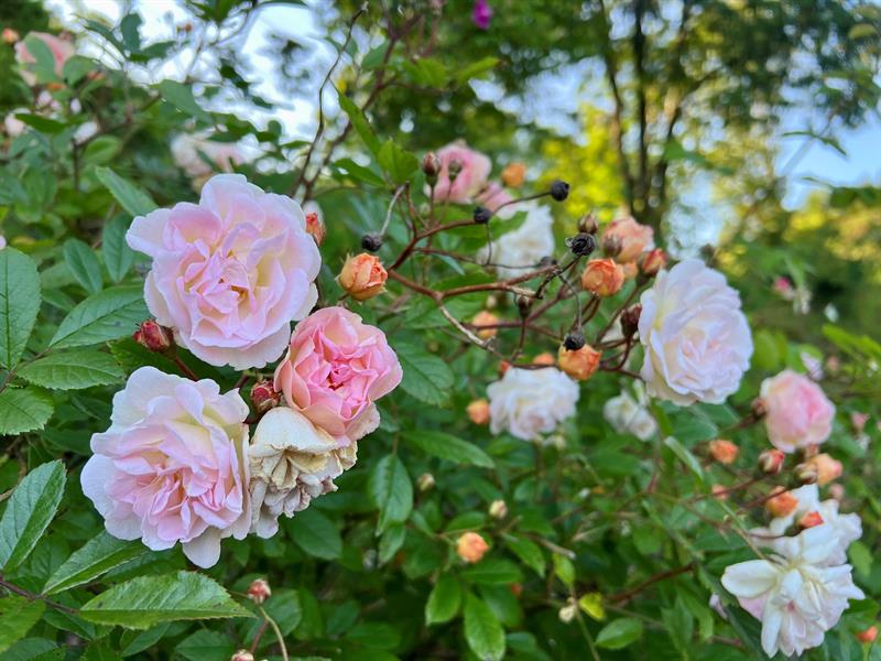 The arboretum and Bergen botanical garden