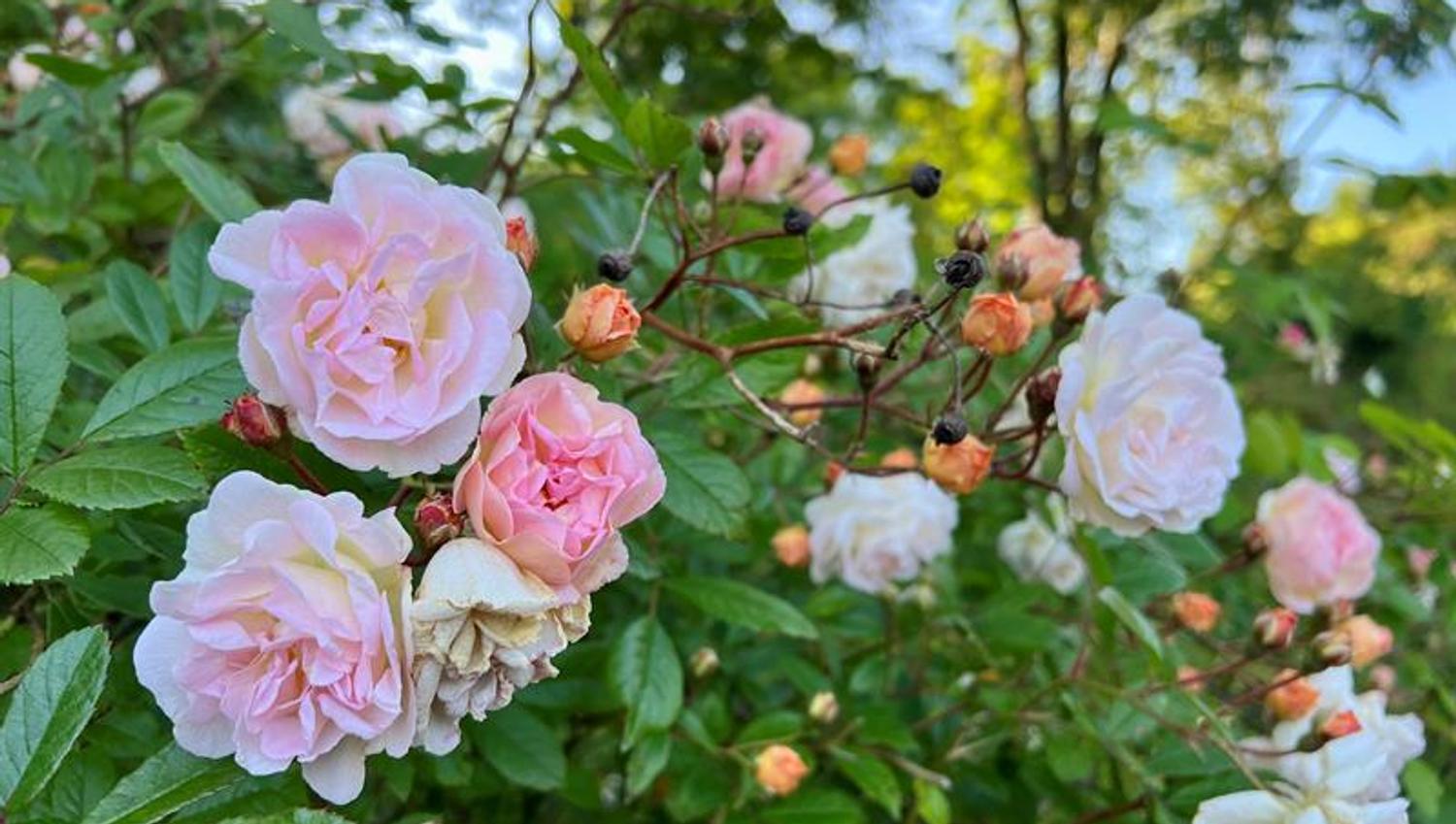 The arboretum and Bergen botanical garden