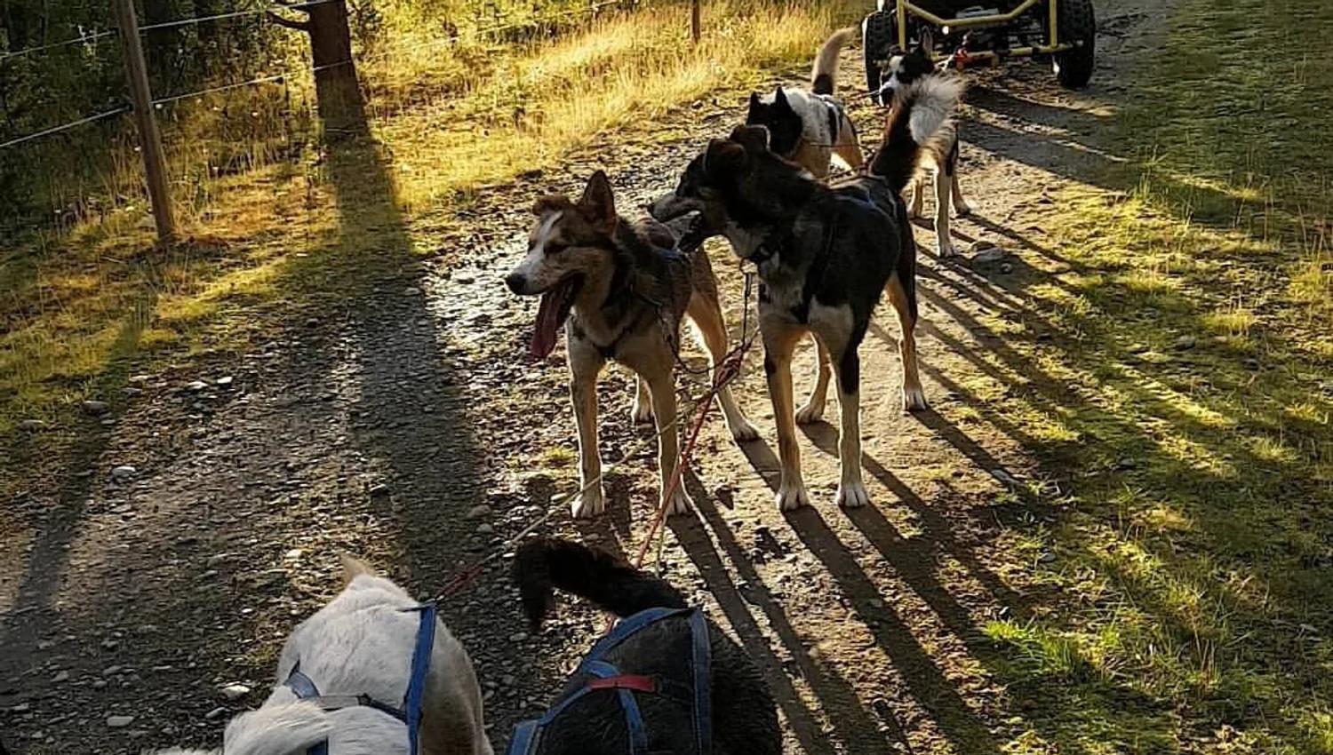 Un groupe de chiens de traîneau marchant sur un sentier ensoleillé.