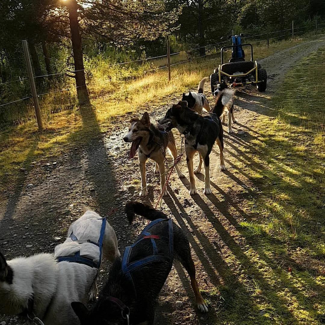 Un groupe de chiens de traîneau marchant sur un sentier ensoleillé.