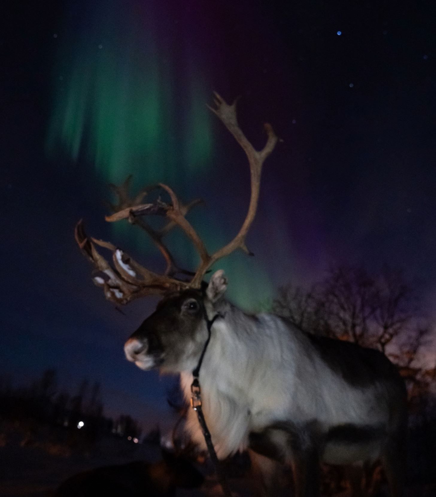 Reindeer beneath the Northern Lights at Tromsø Lapland’s Sámi reindeer camp near Tromsø.