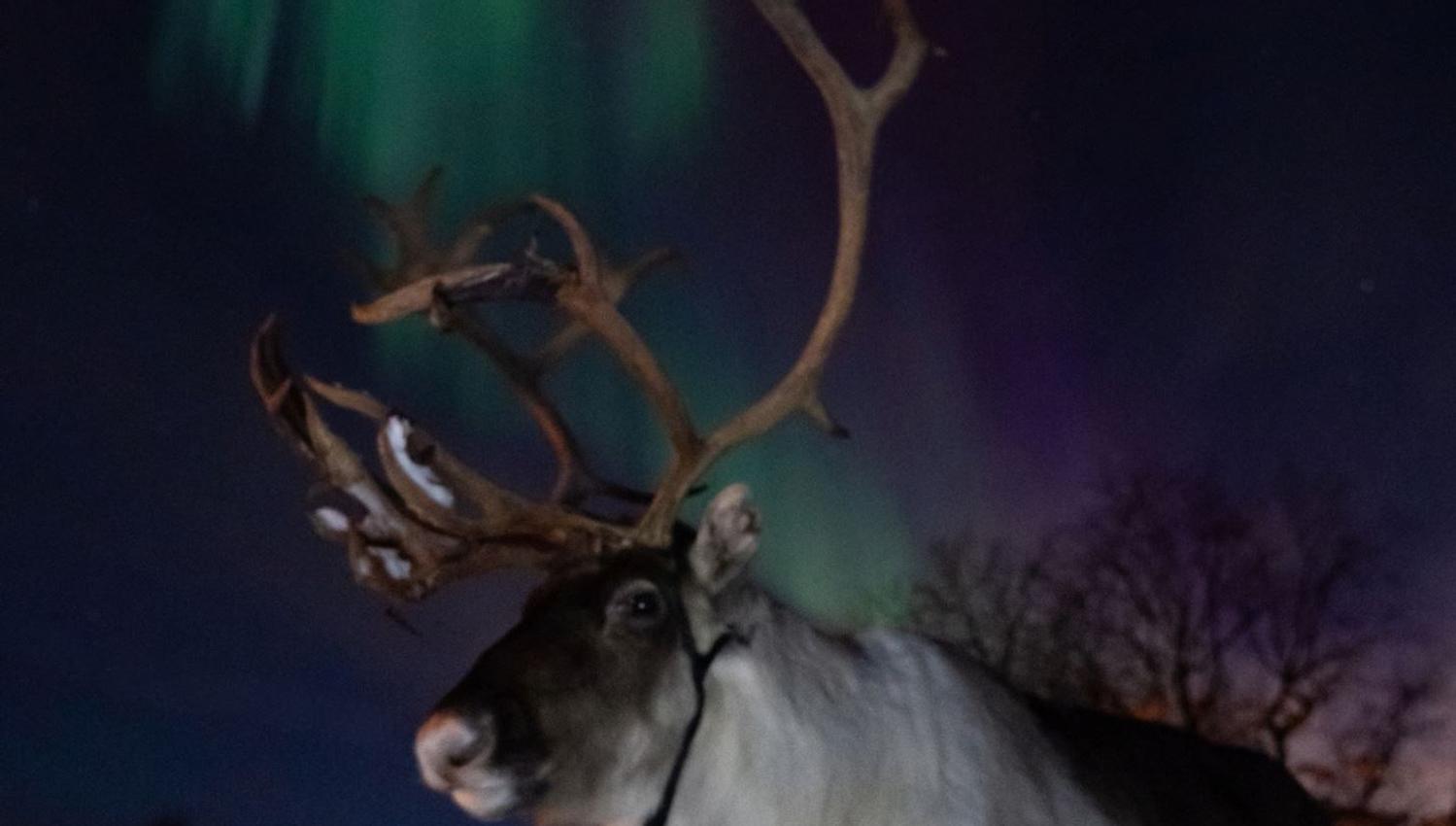 Reindeer beneath the Northern Lights at Tromsø Lapland’s Sámi reindeer camp near Tromsø.
