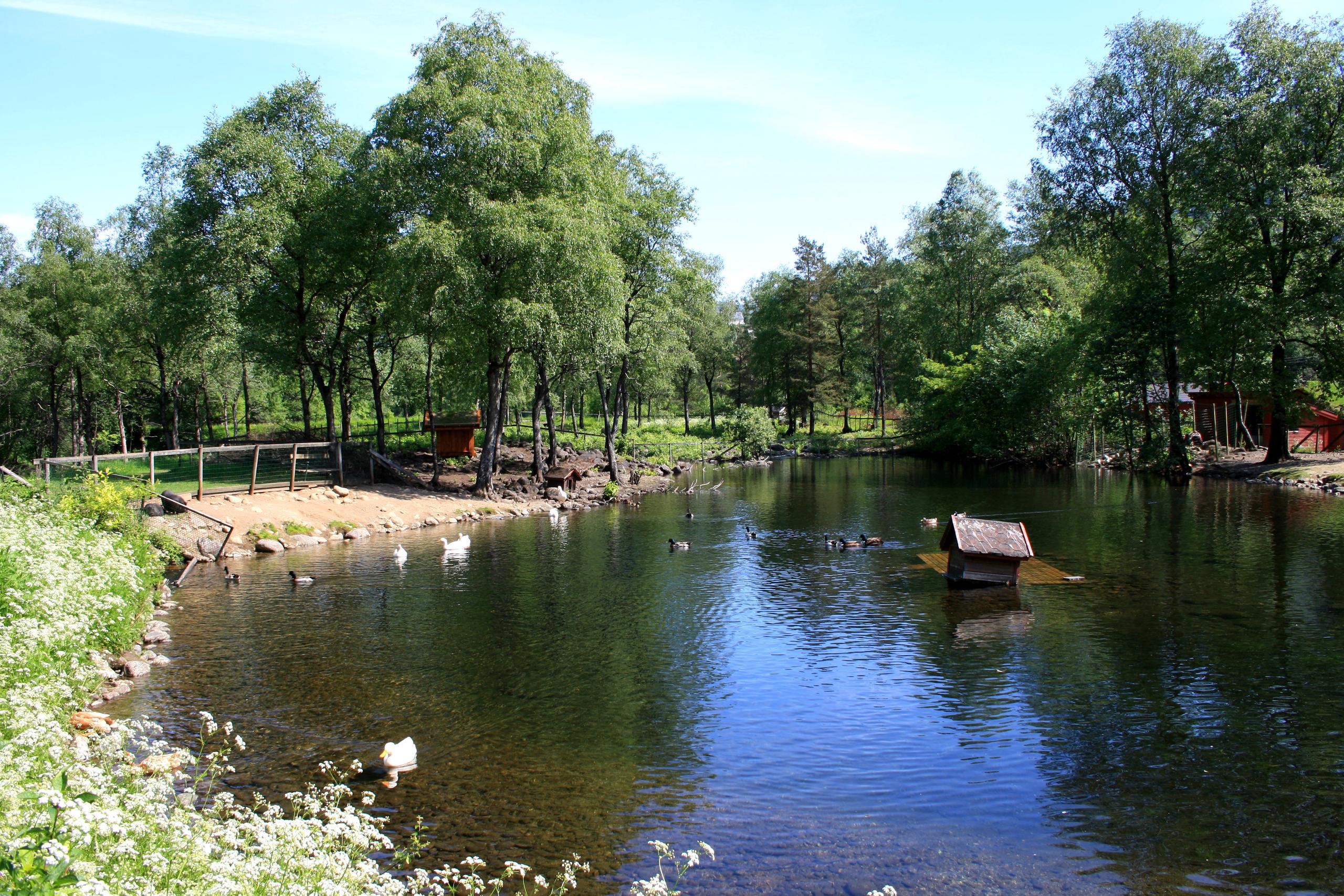 The duck pond in Sauda
