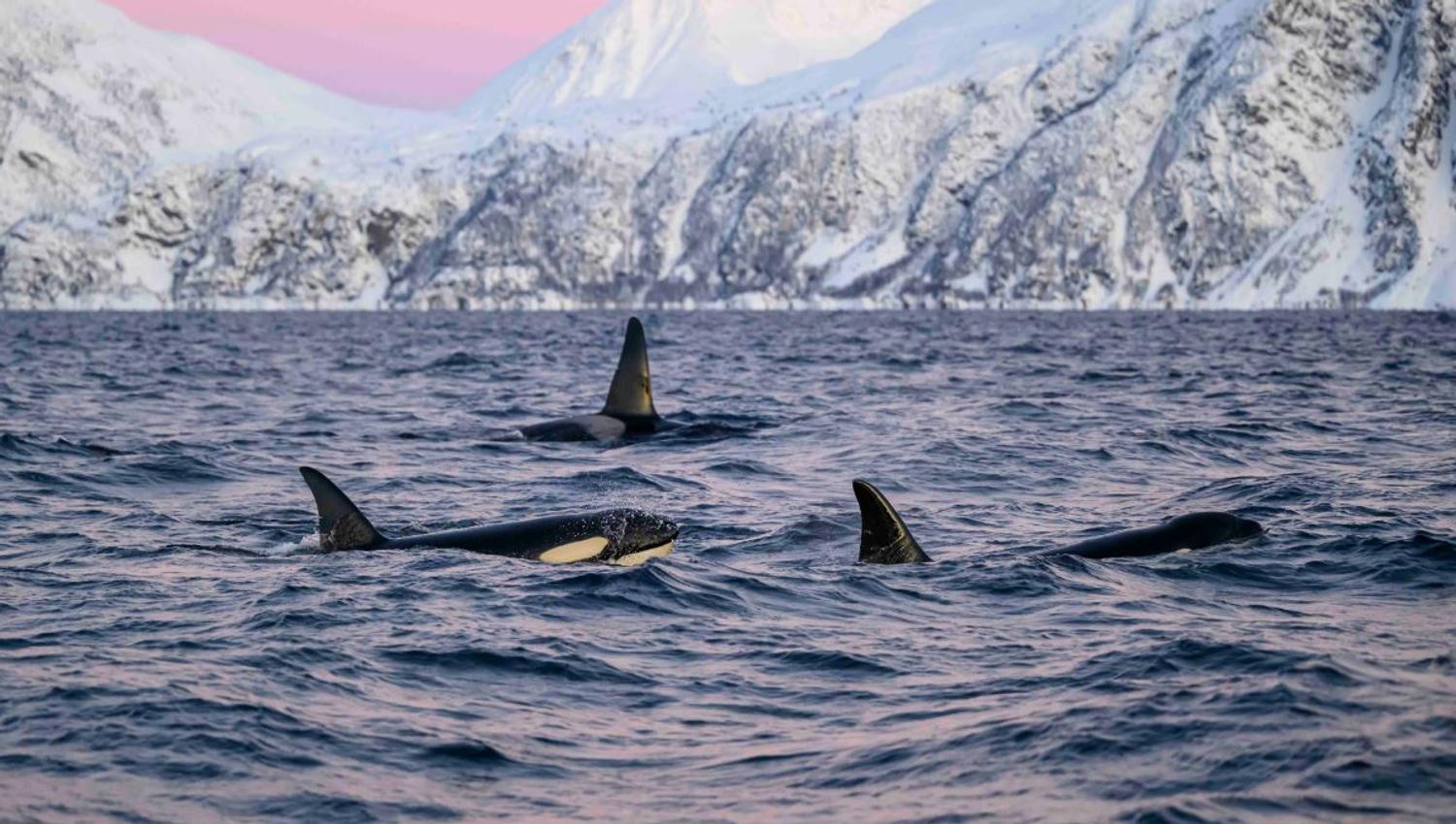 A group of whales