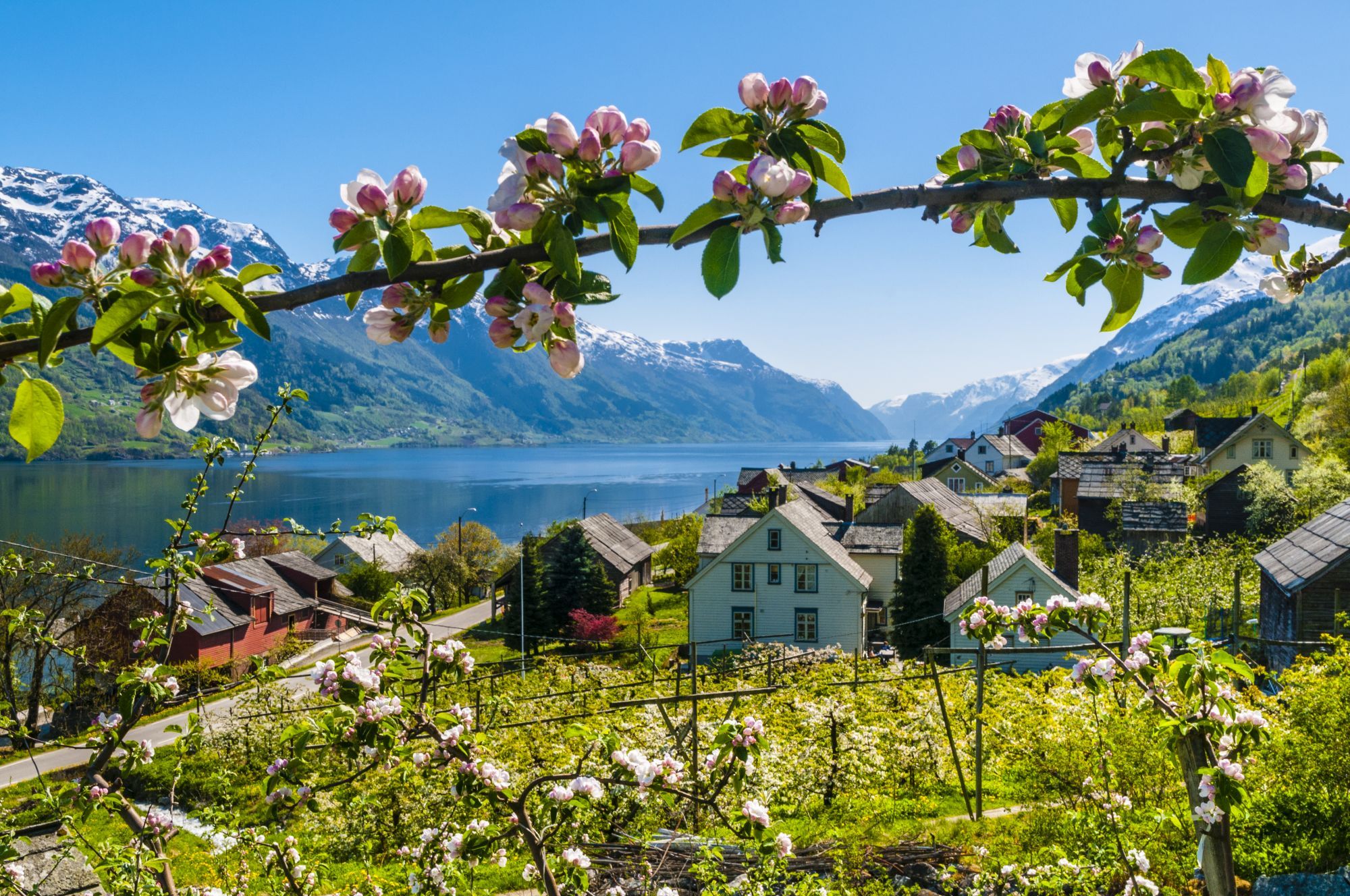Fruitgarden in Hardanger