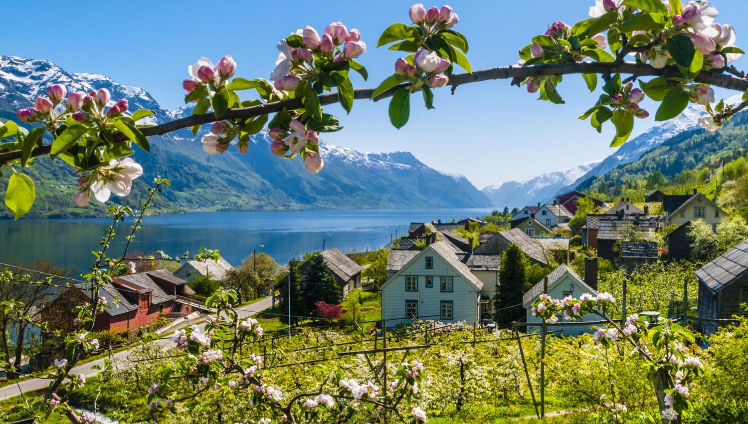 Fruitgarden in Hardanger