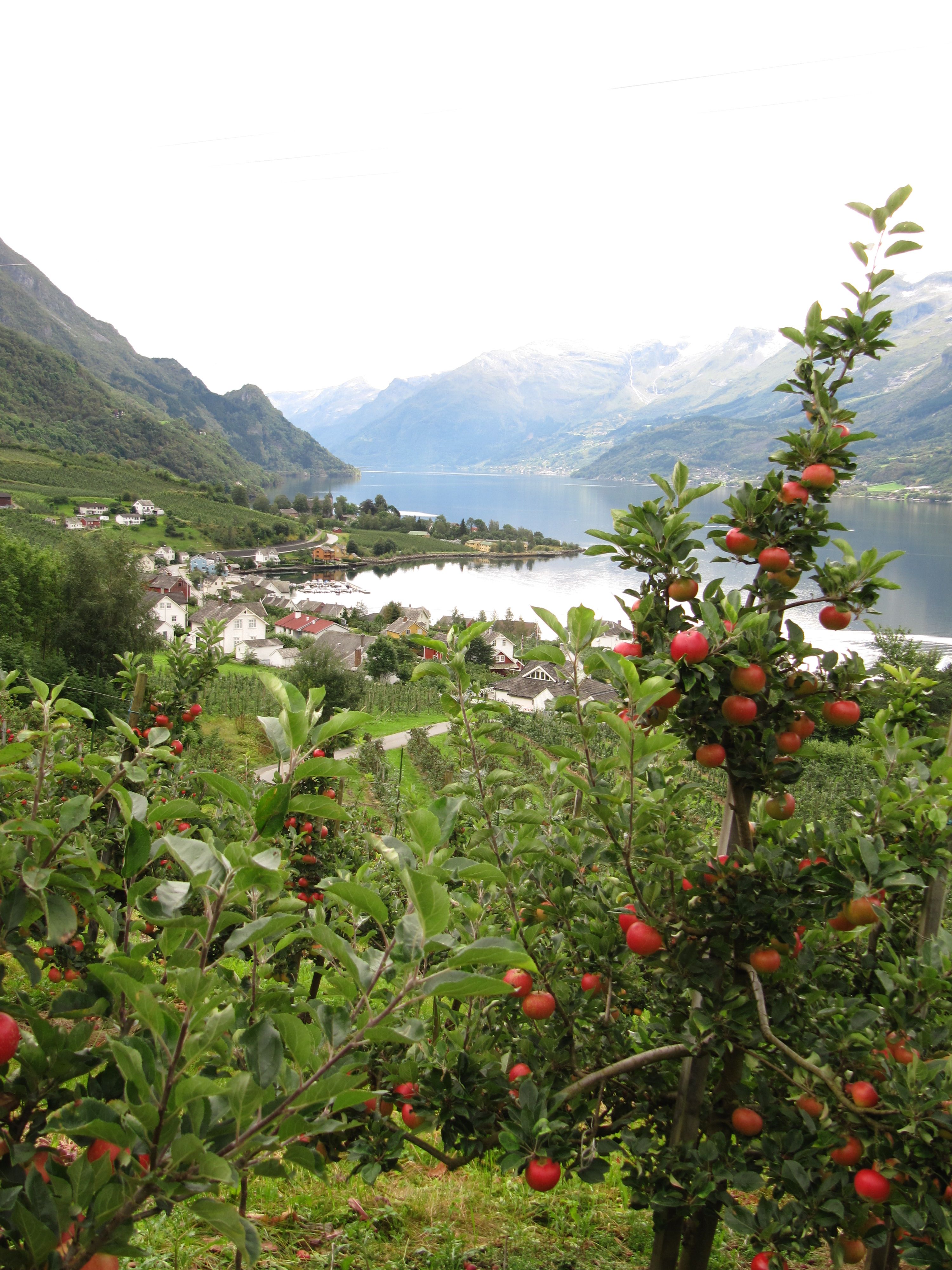 Apple orchard overlooking the Sørfjorden – a classic Hardanger fruit landscape near Hardanger Hostel B&B.