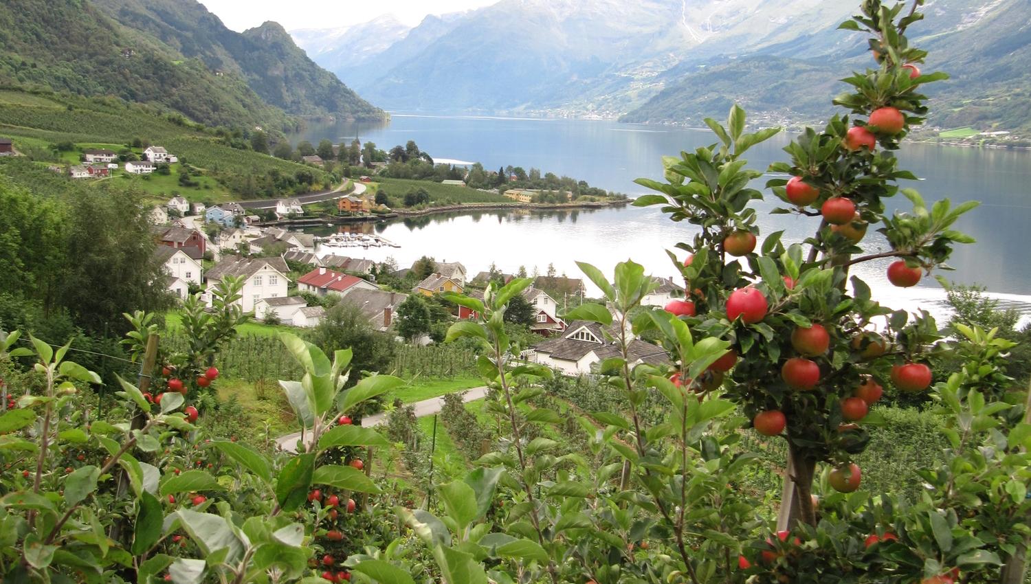 Apple orchard overlooking the Sørfjorden – a classic Hardanger fruit landscape near Hardanger Hostel B&B.