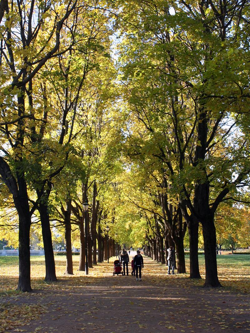 People walking among the trees.