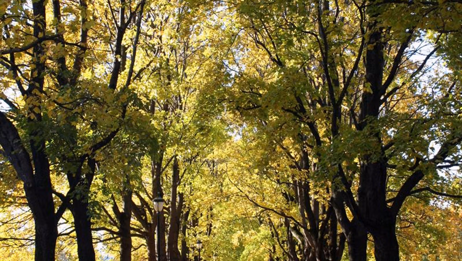 People walking among the trees.