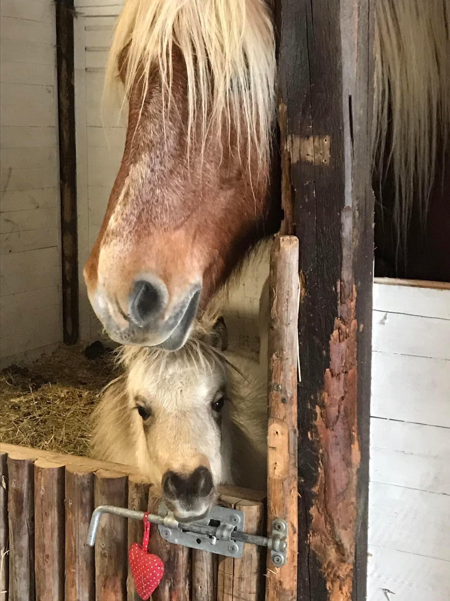 Horses
