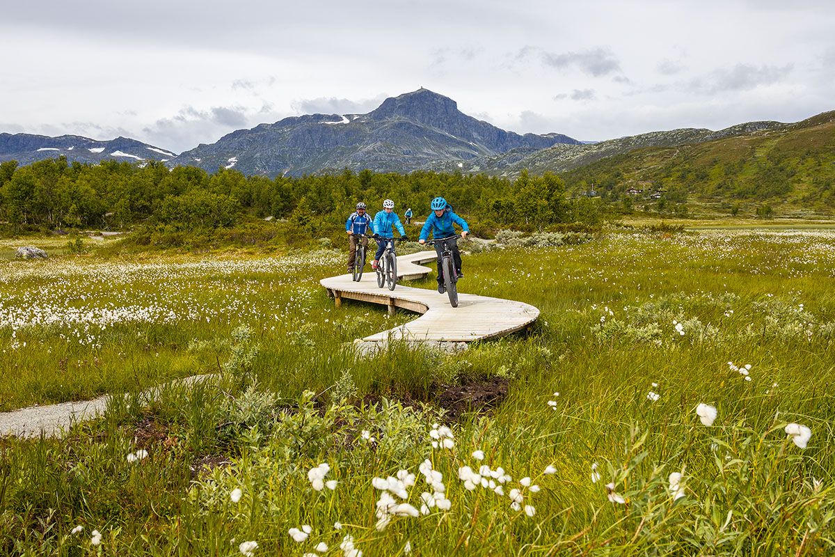 Cyclists on a sustainably built terrain cycling trail with wooden bridge elements over a swamp with flowering cotton grass. Mountains in the backgroun
