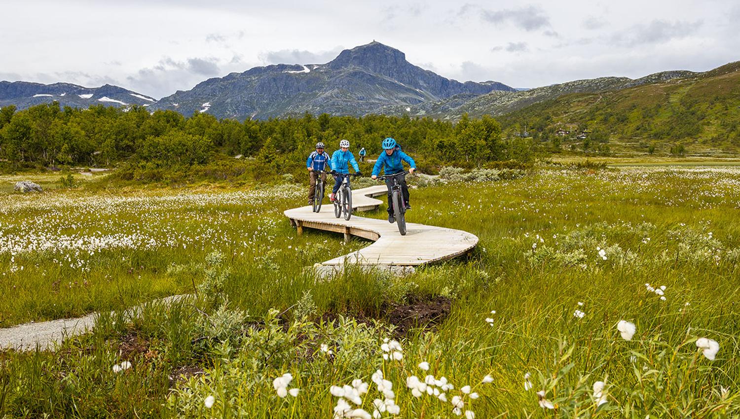 Cyclists on a sustainably built terrain cycling trail with wooden bridge elements over a swamp with flowering cotton grass. Mountains in the backgroun