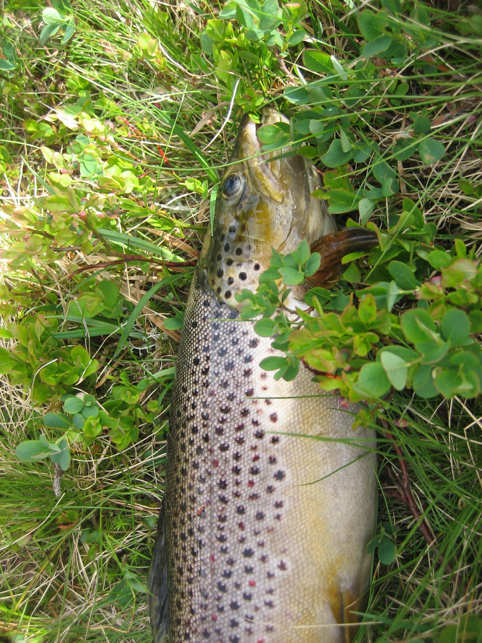 Fiske i ferskvatn - Austevoll