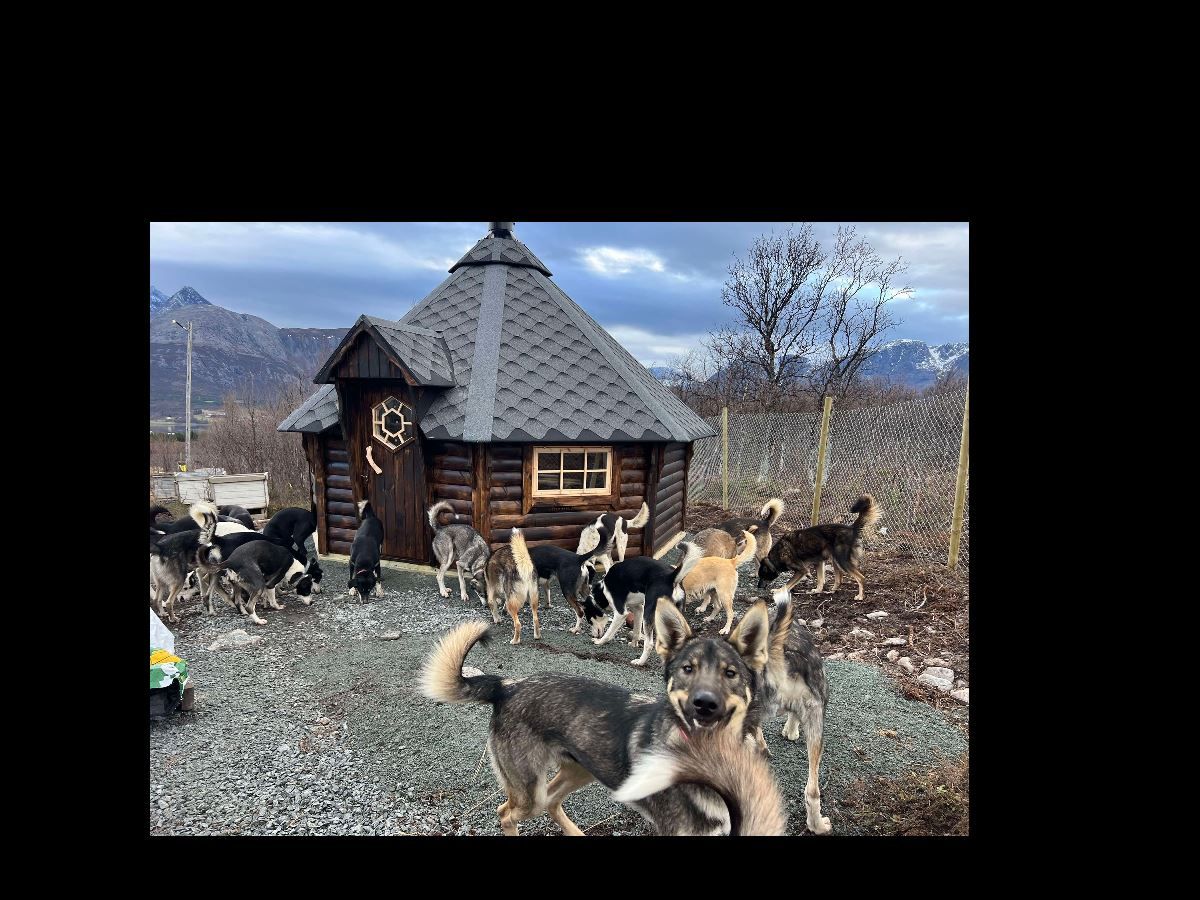 Huskyer som springer rundt en grillhytte