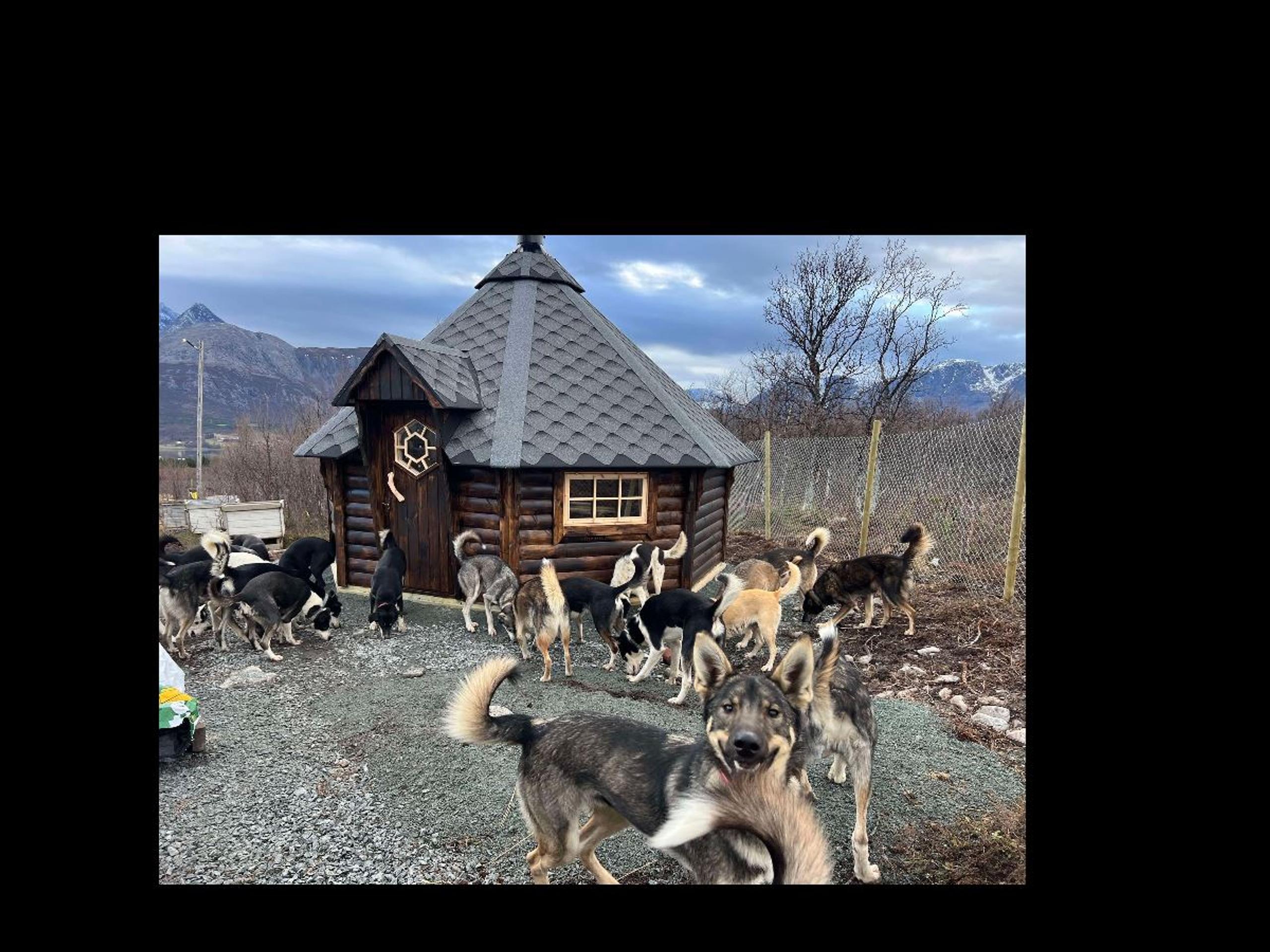 Huskies running around a barbecue hut