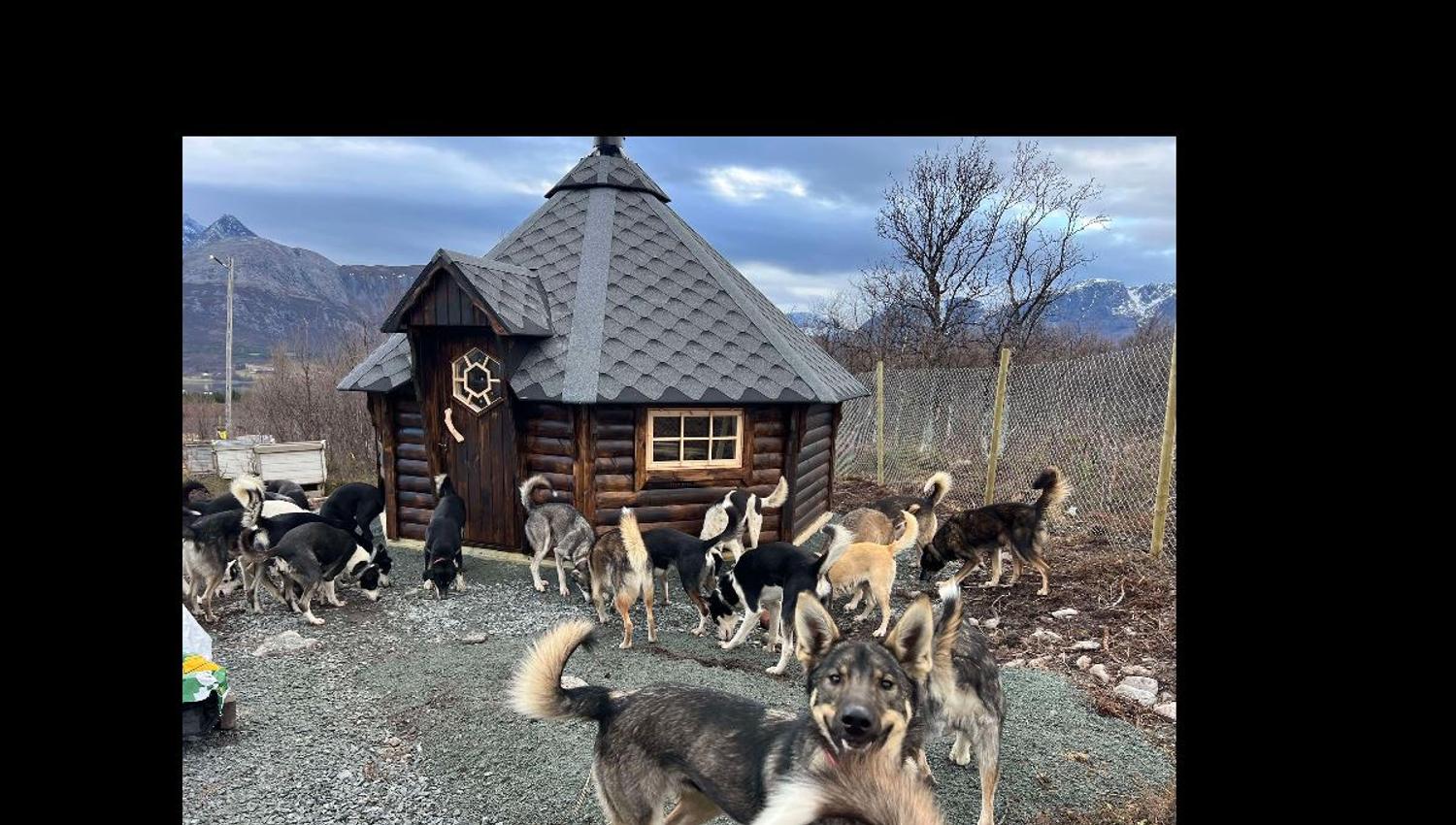 Huskyer som springer rundt en grillhytte