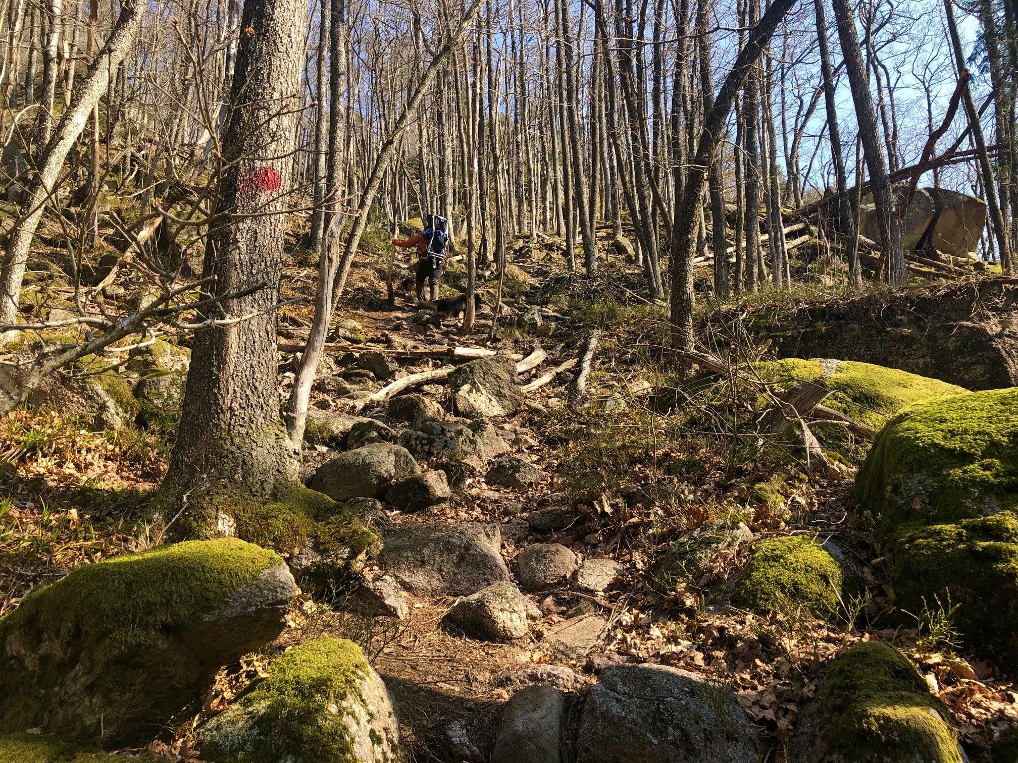 Einerfjell
