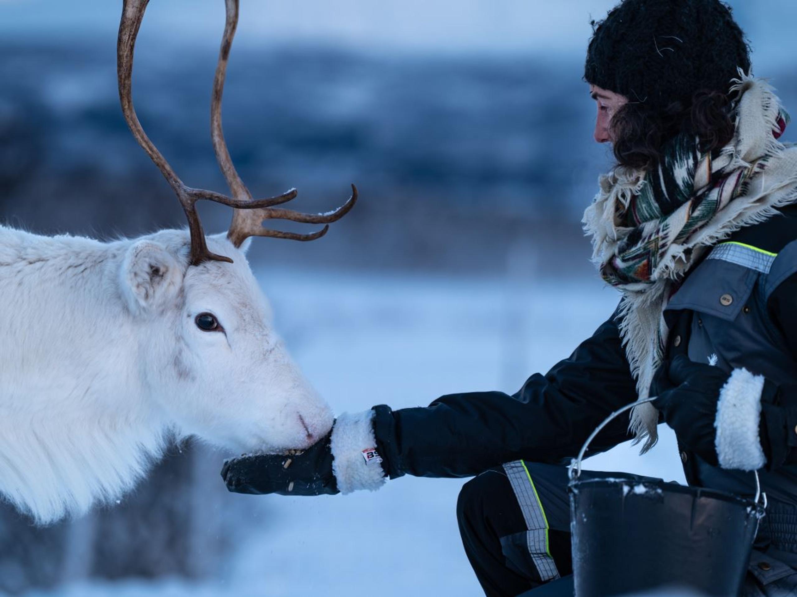 Person getting close to a white reindeer in the snowy winter landscape at Tromsø Lapland.