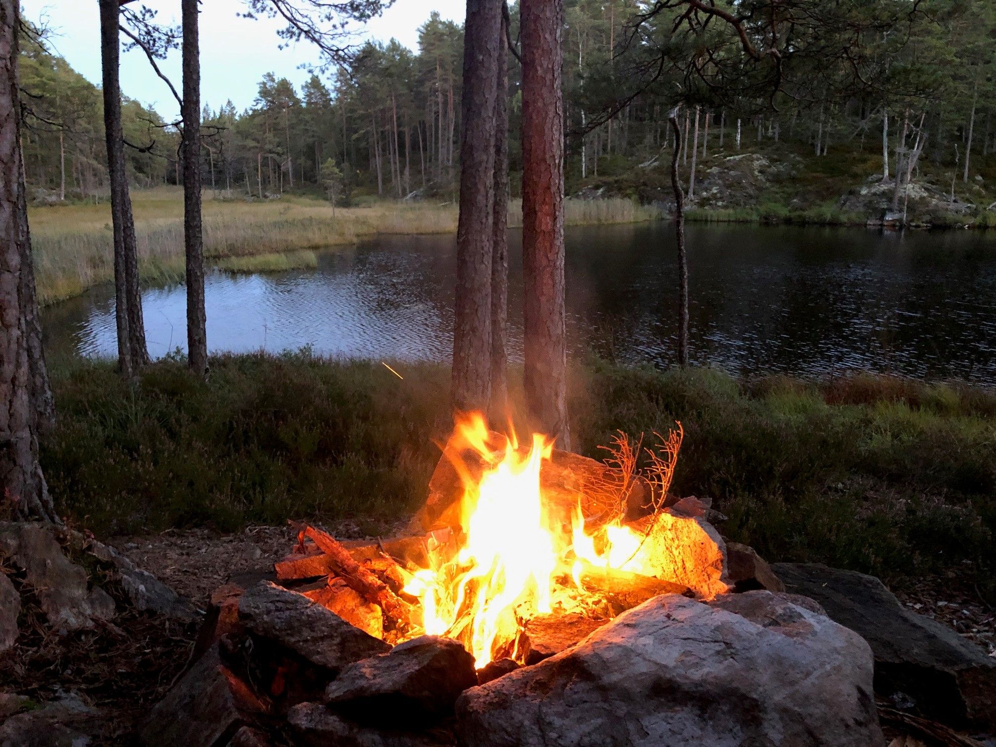 Fire in woods