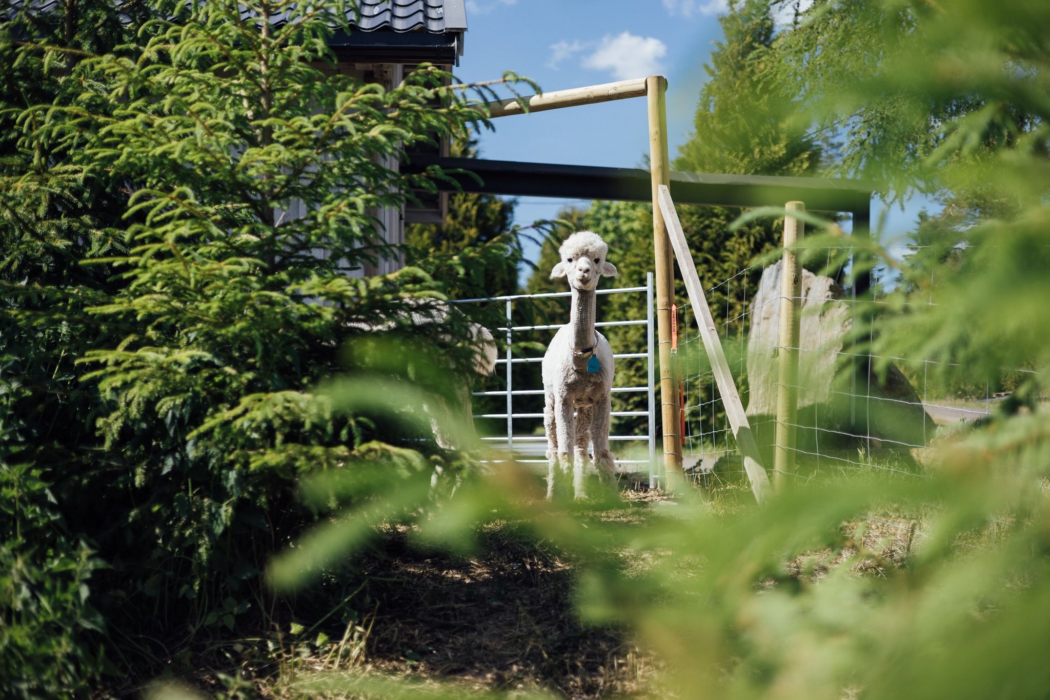 Alpaca far away