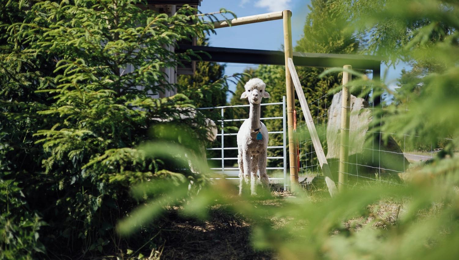 Alpaca far away
