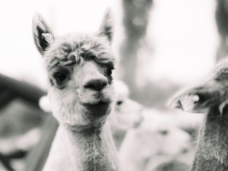 A Curious Alpaca