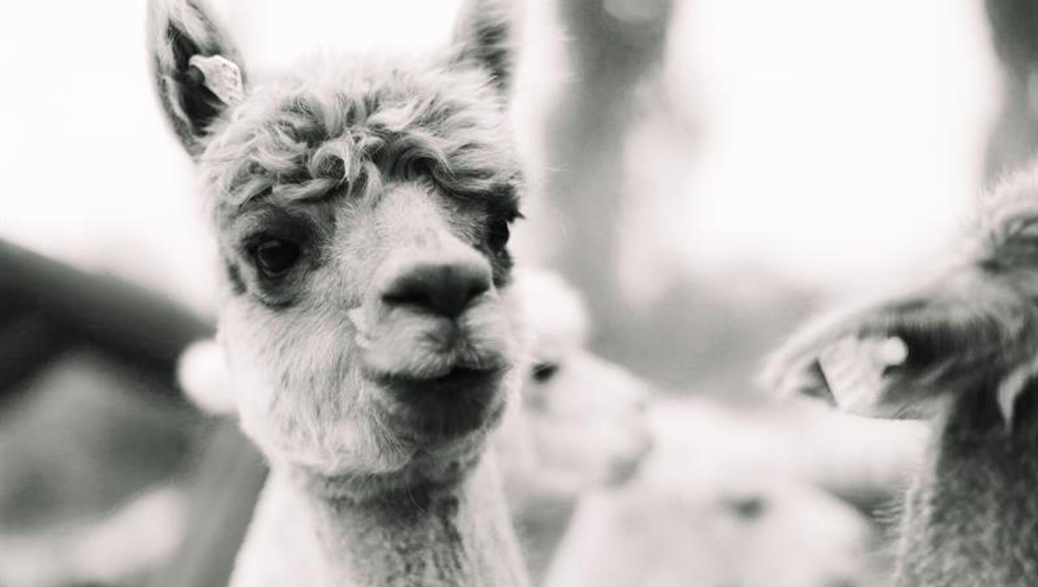 A Curious Alpaca