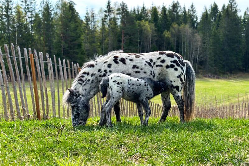 Hest og føll som konsumerer