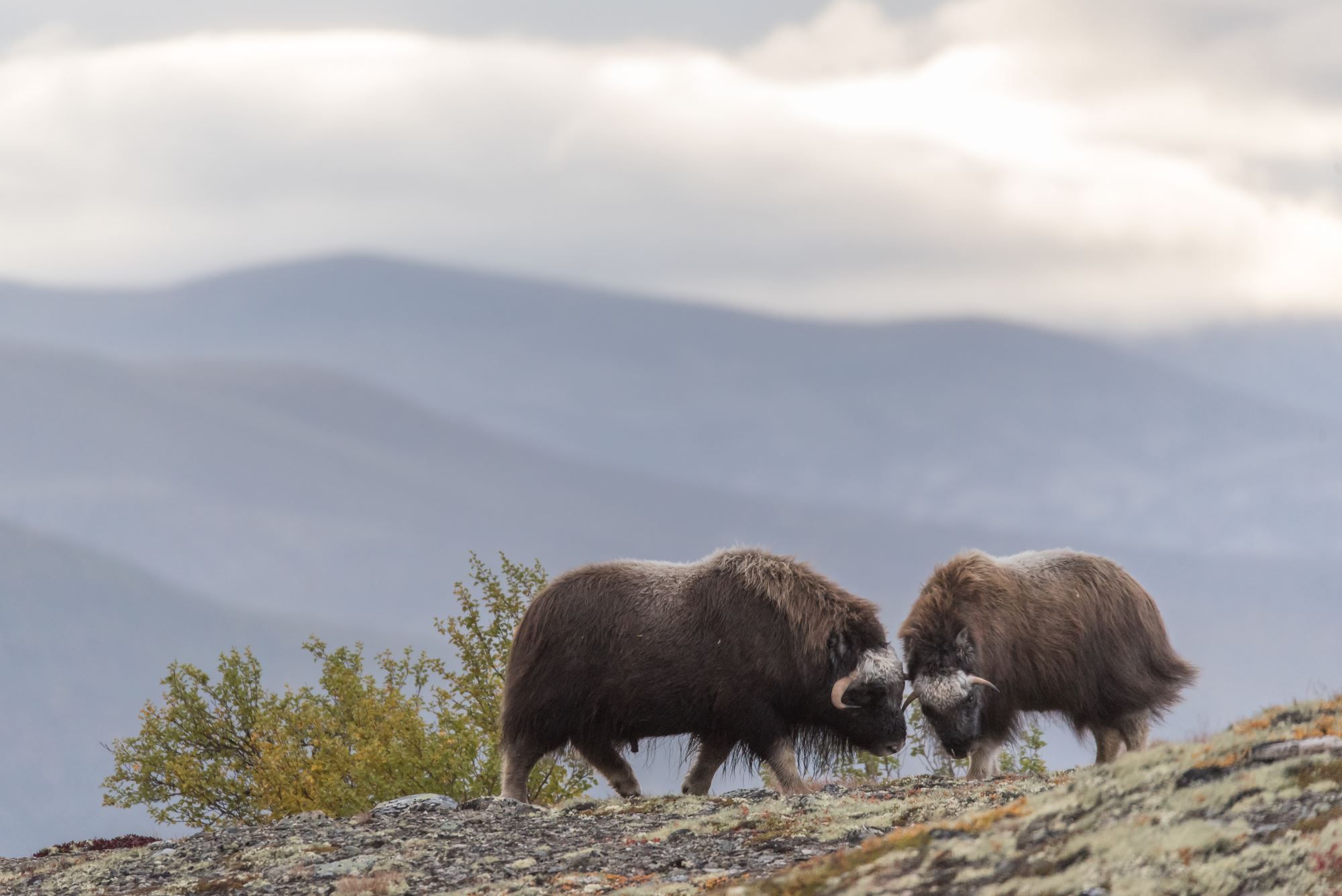 Musk Ox Safari Personal Tour, 2 days