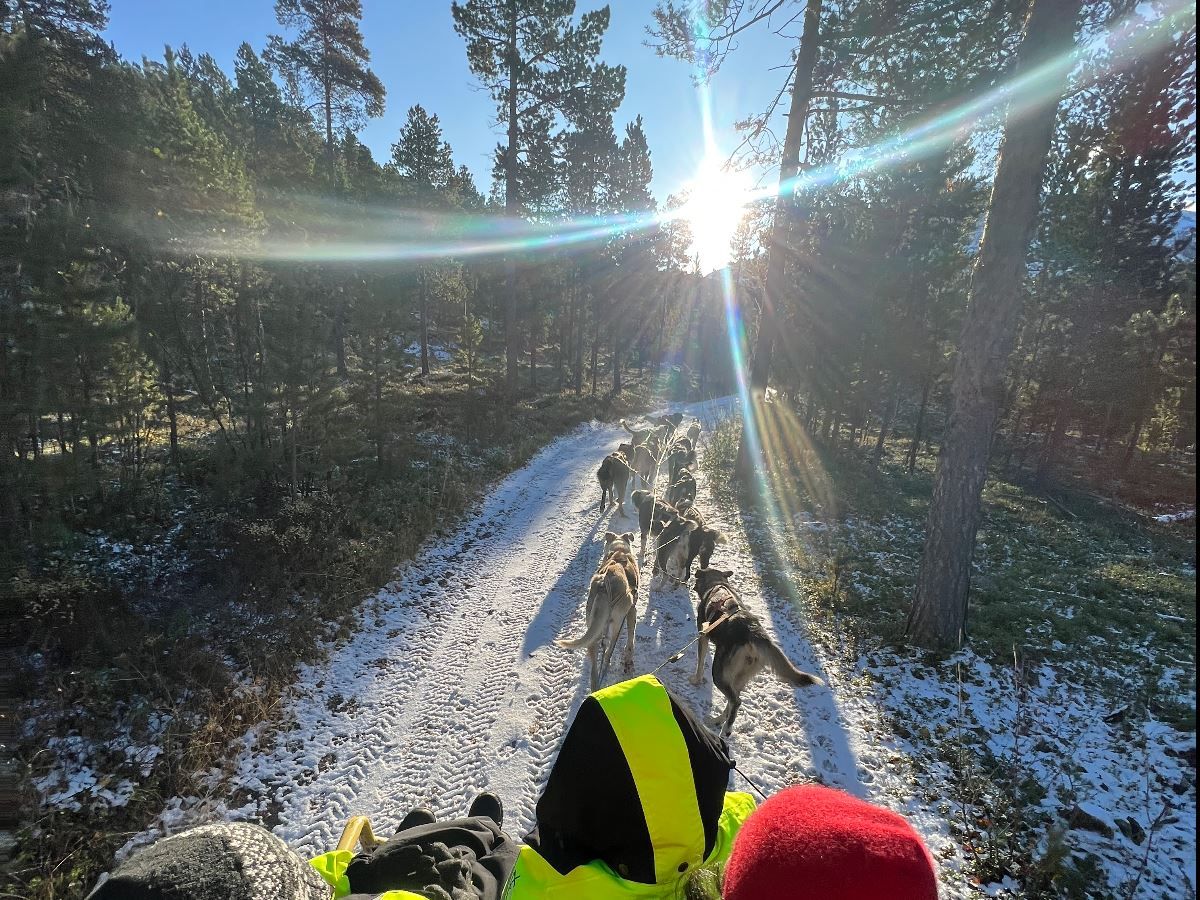 Husky team travelling through a pine forest with snow along the trail
