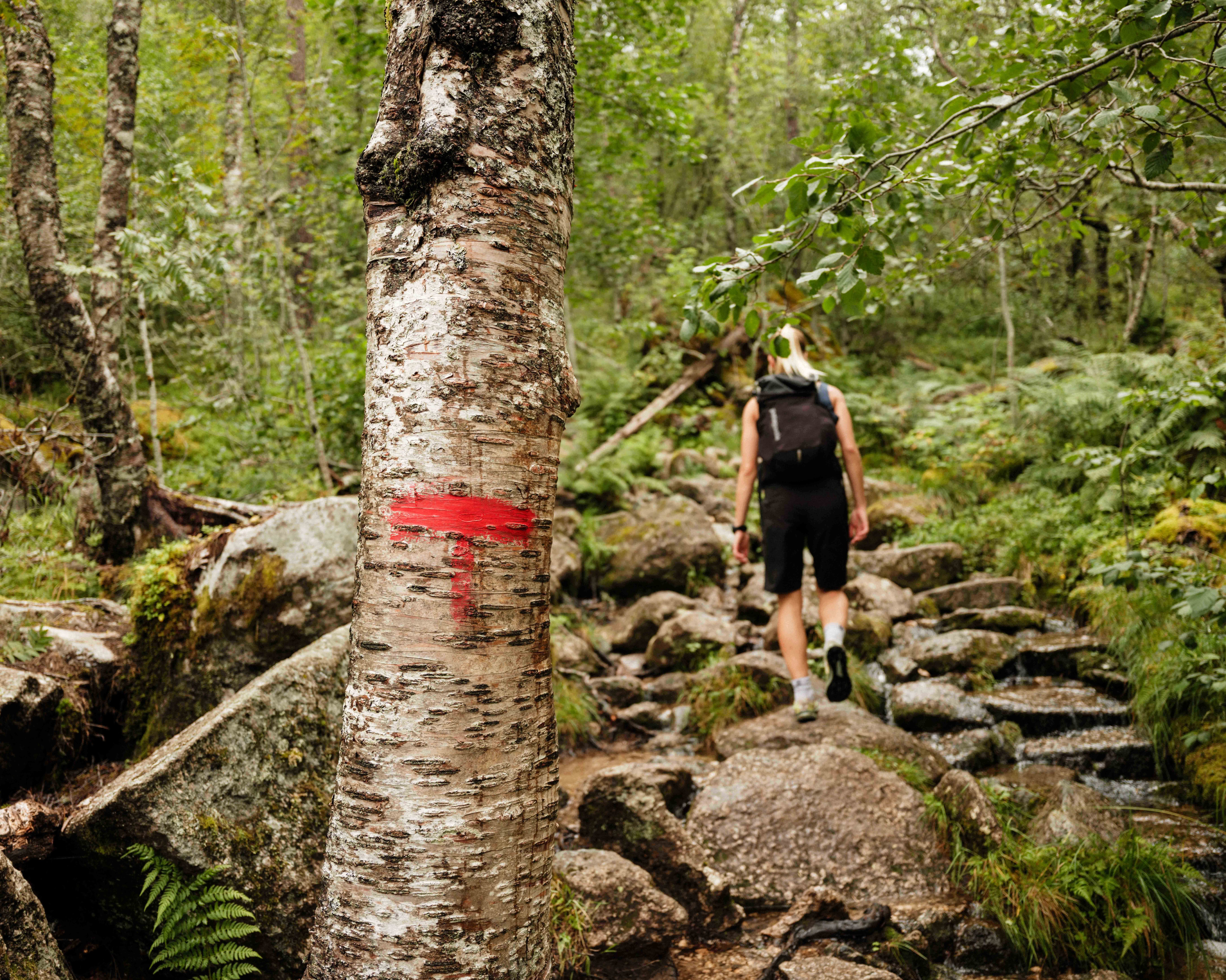 The red T marks the hiking trail through the forest and rocky terrain of Husedalen.