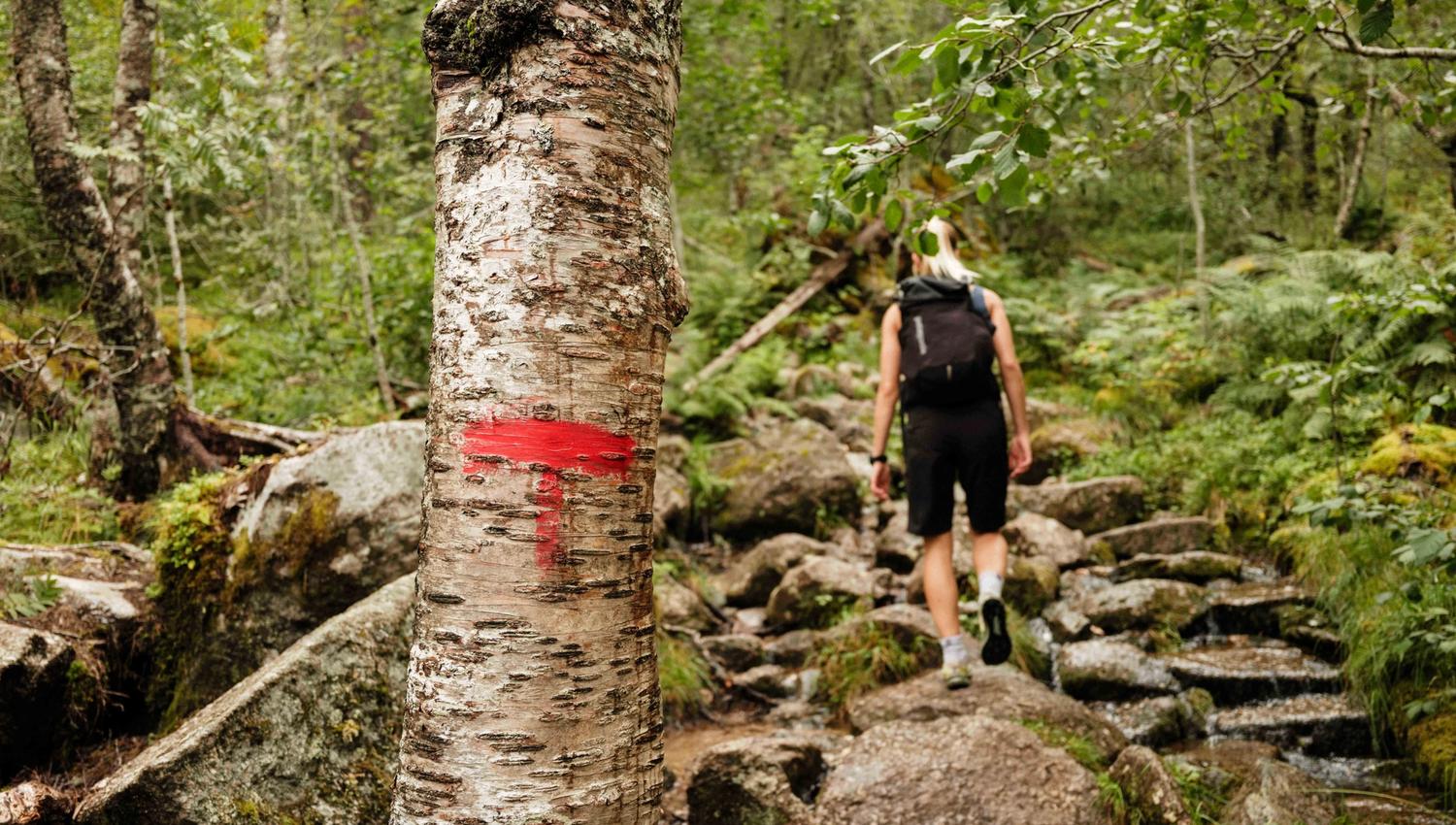 The red T marks the hiking trail through the forest and rocky terrain of Husedalen.