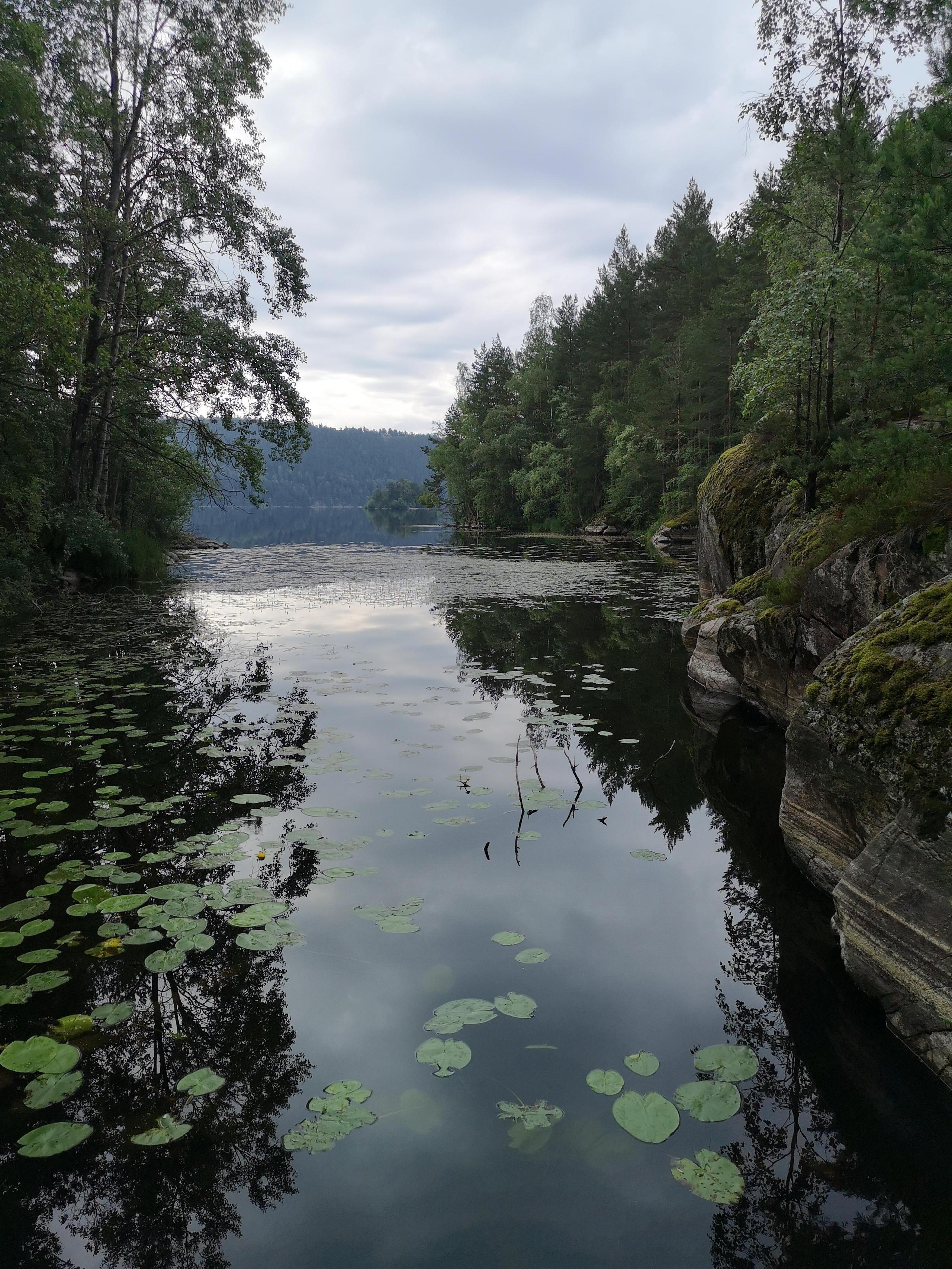 Kjerringnebba