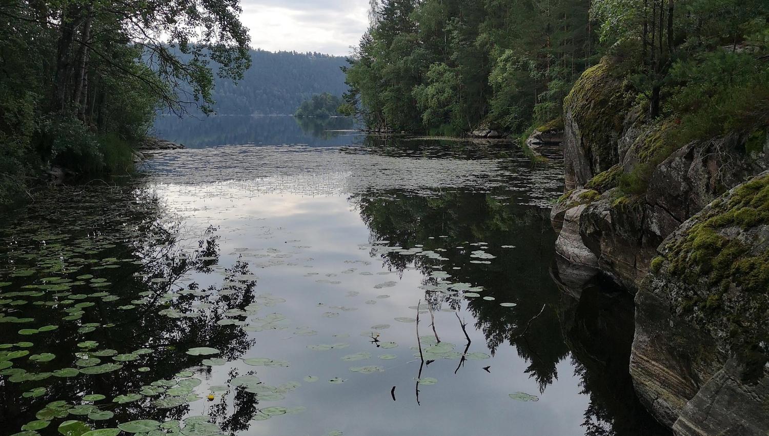 Kjerringnebba