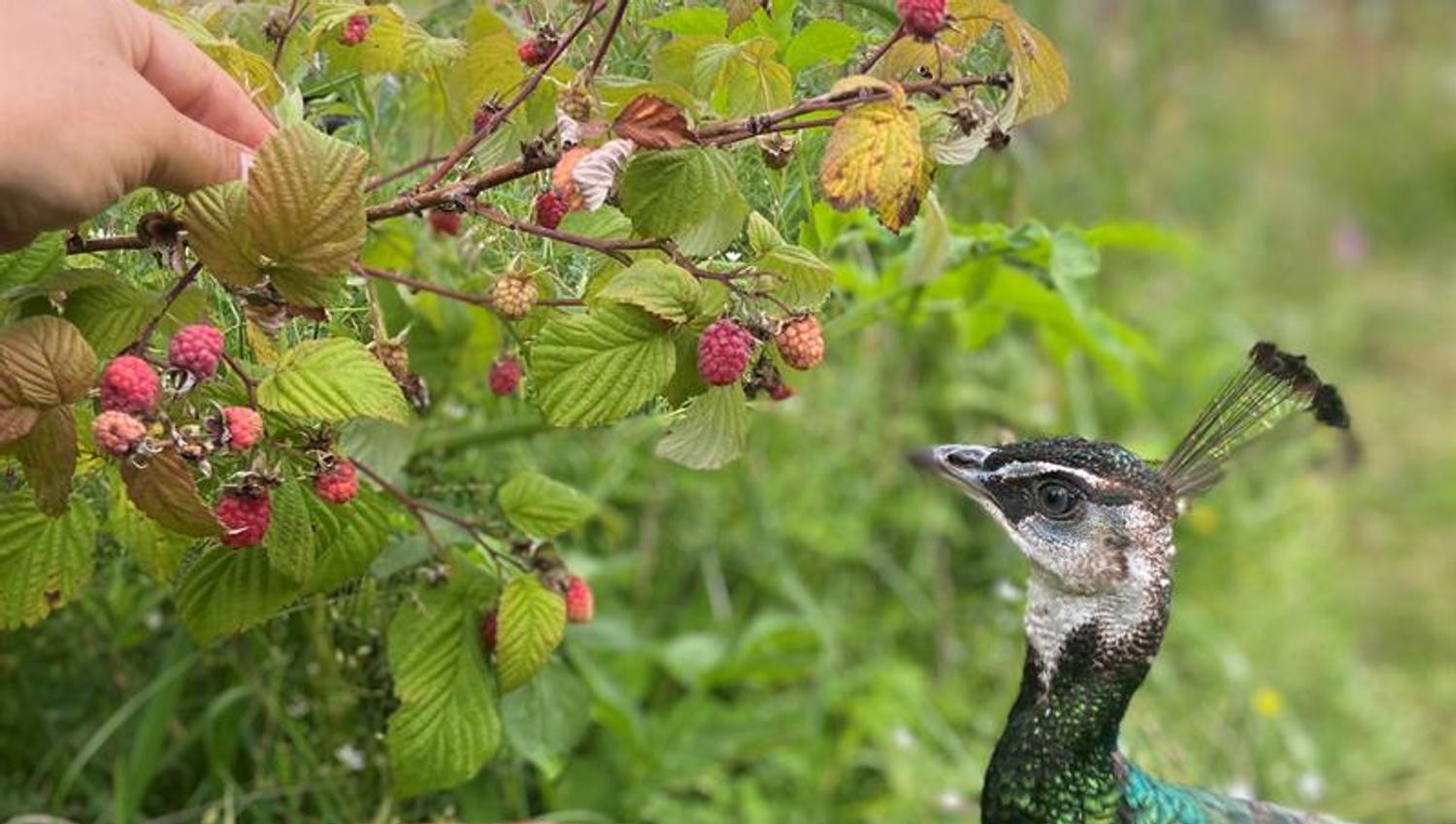 Påfuglen som har lyst på bringebær