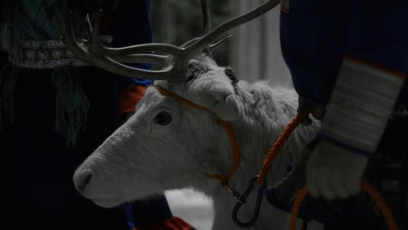 white reindeer 