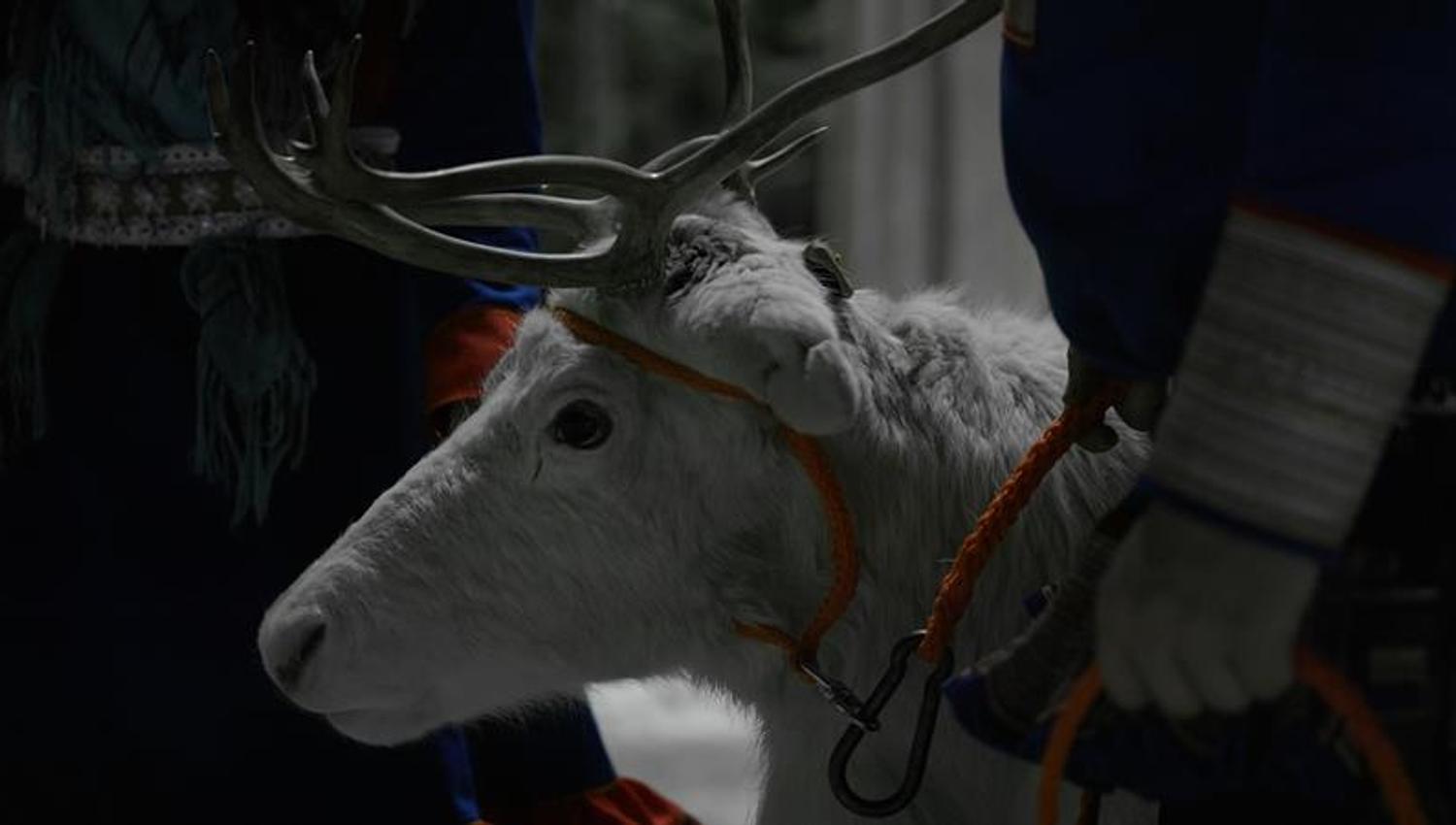 white reindeer
