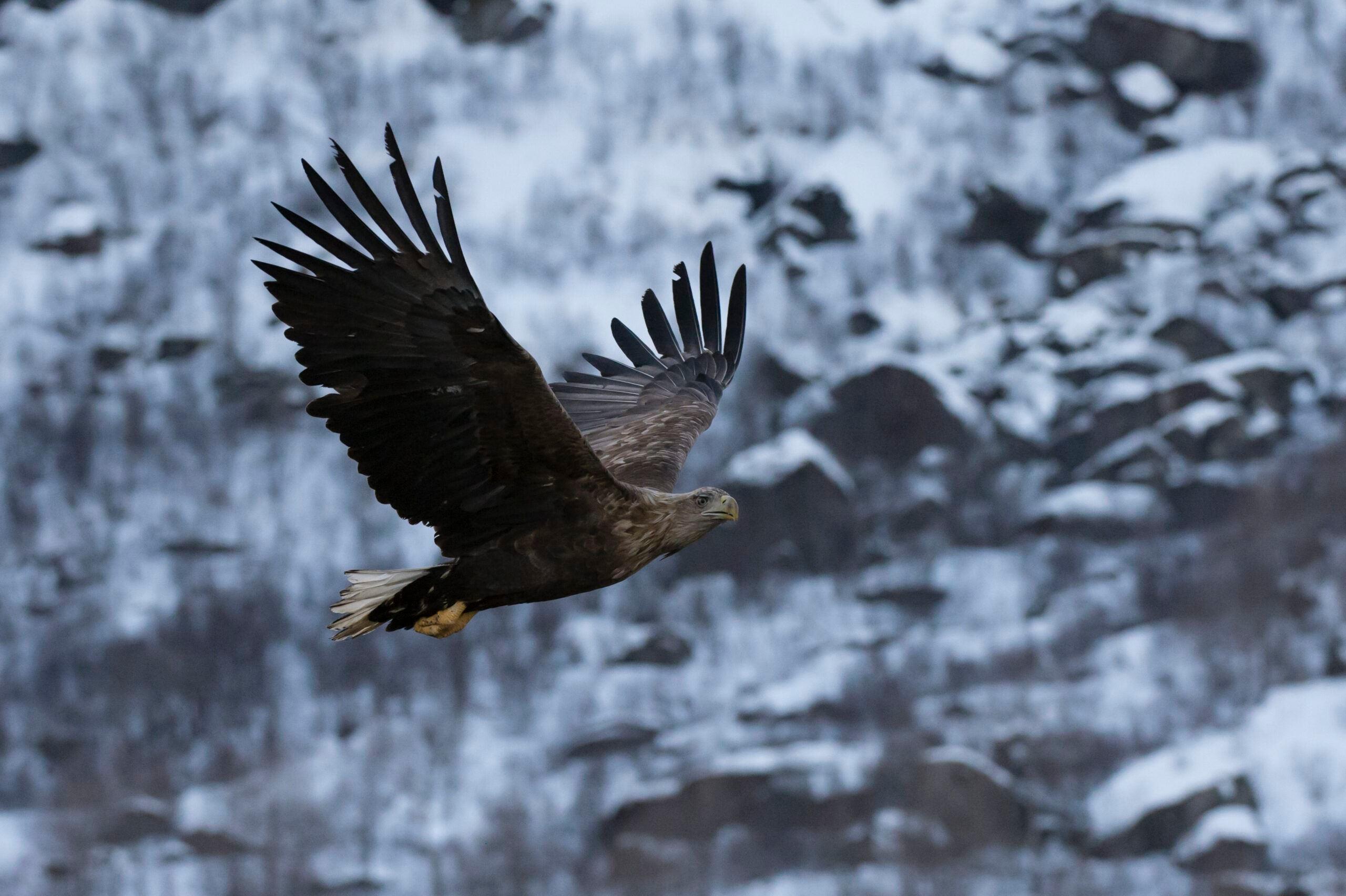 A large eagle flies with wings spread wide against a blurred backdrop of snowy mountains and dark rock faces.